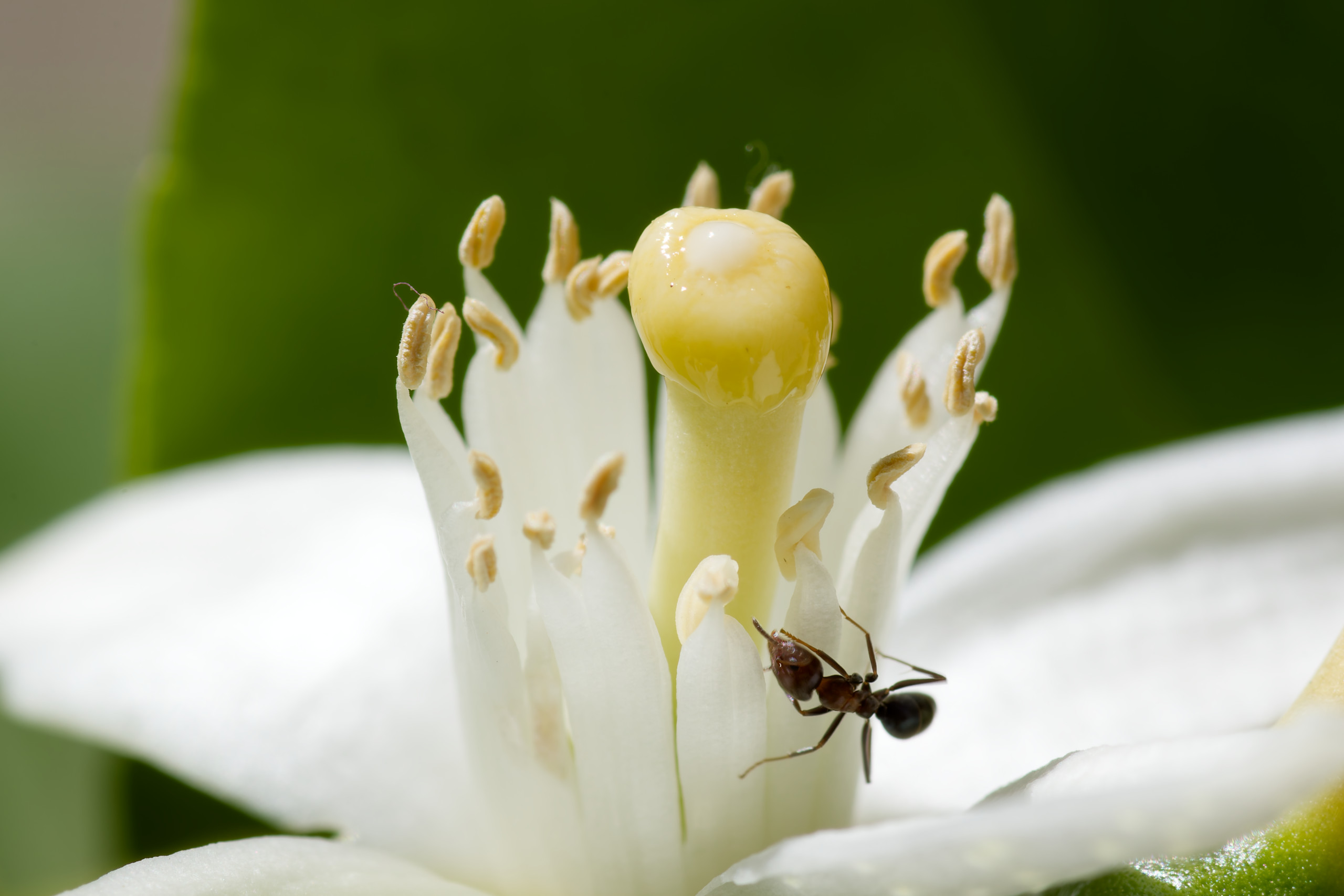 One of the oldest images I have with my camera + Tokina 100mm macro lens (circa October 2016) © 2024. This work is openly licensed via CC BY-NC 4.0