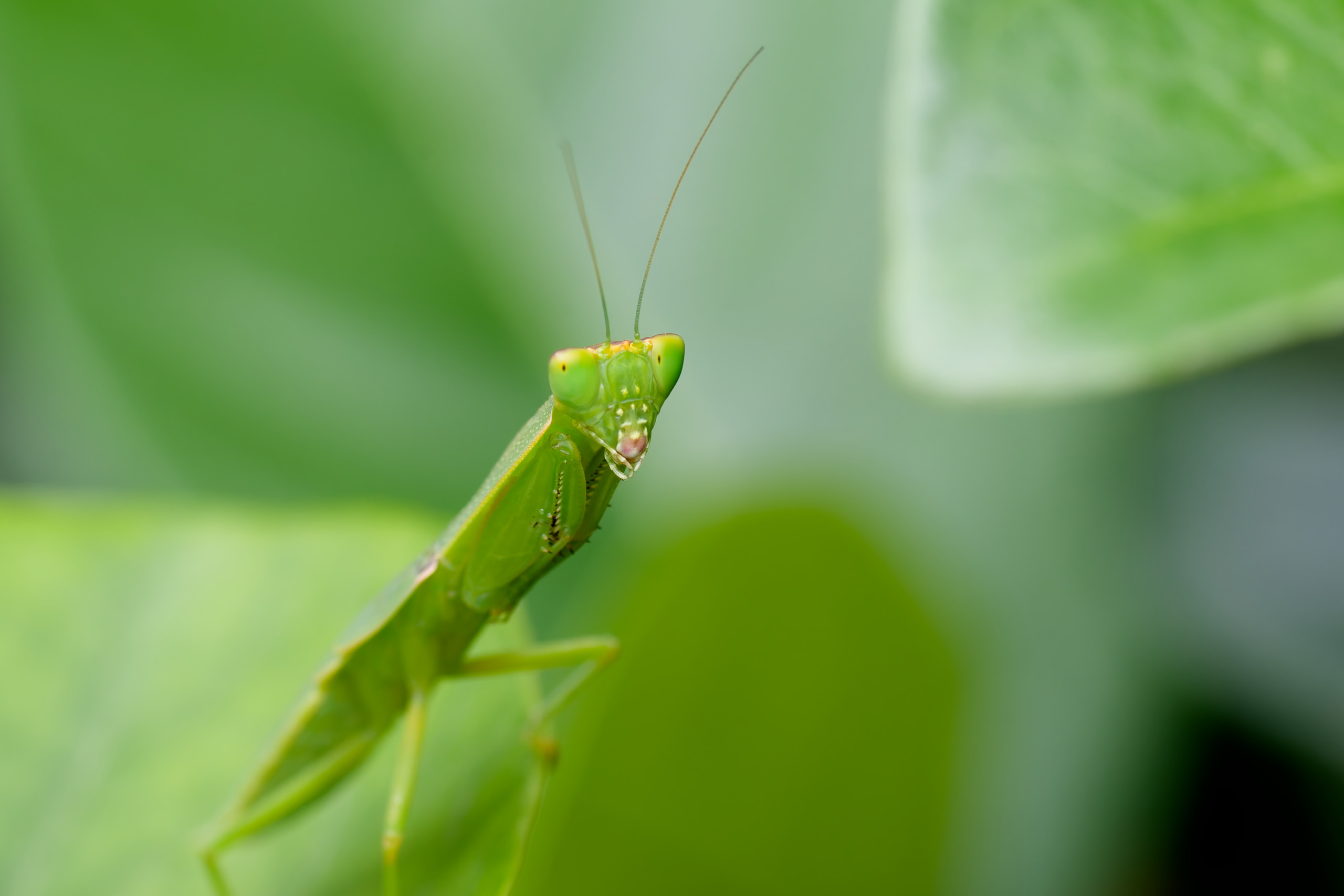 I like the triangles in this one – both from the leaves (in the bottom left and top right corners), and the mantis’ head. © 2024. This work is openly licensed via CC BY-NC 4.0