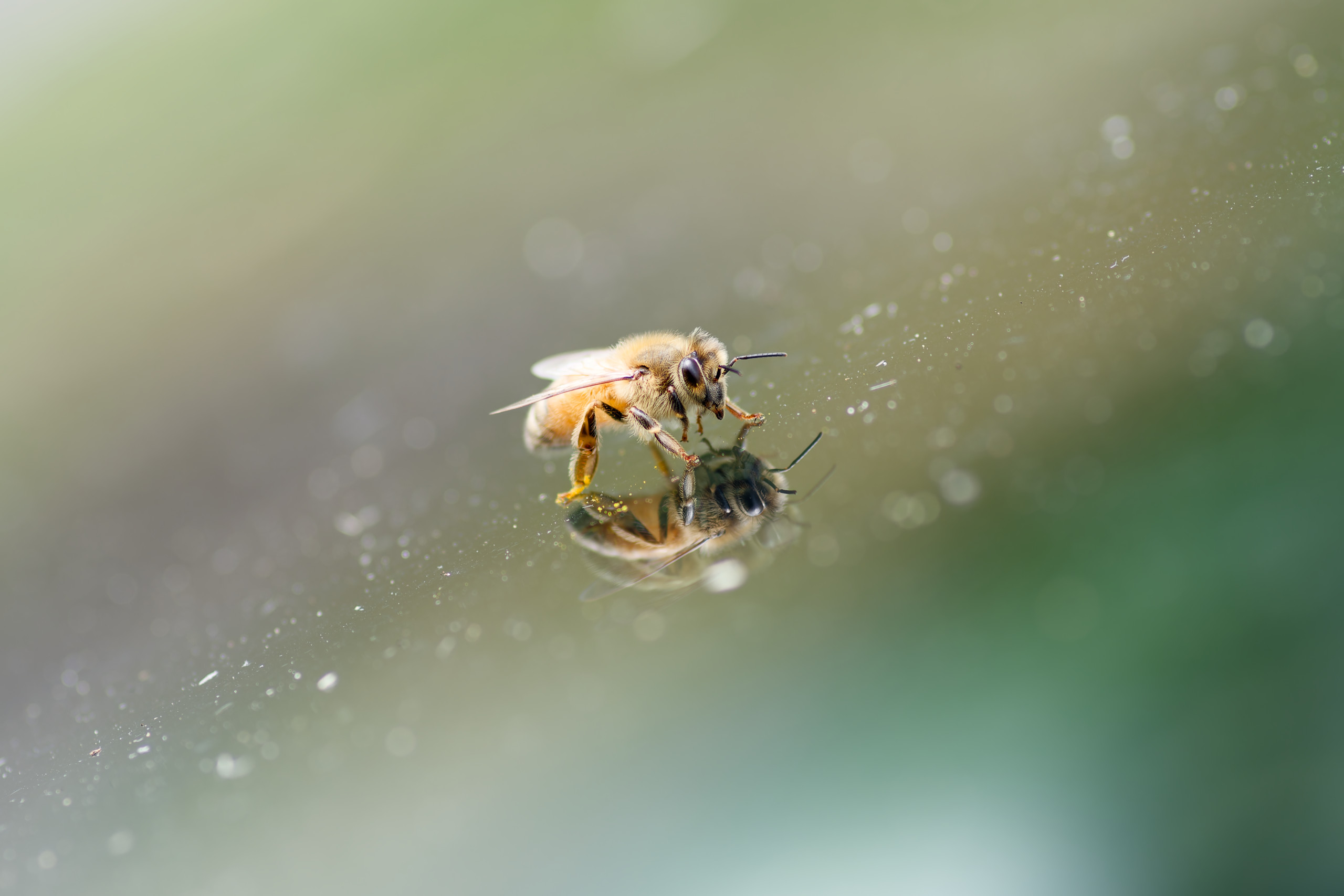 Another macro shot, taken in NZ. A honeybee on the windscreen of a car. I really like the background, and the diagonal line of focus in the frame. © 2024. This work is openly licensed via CC BY-NC 4.0