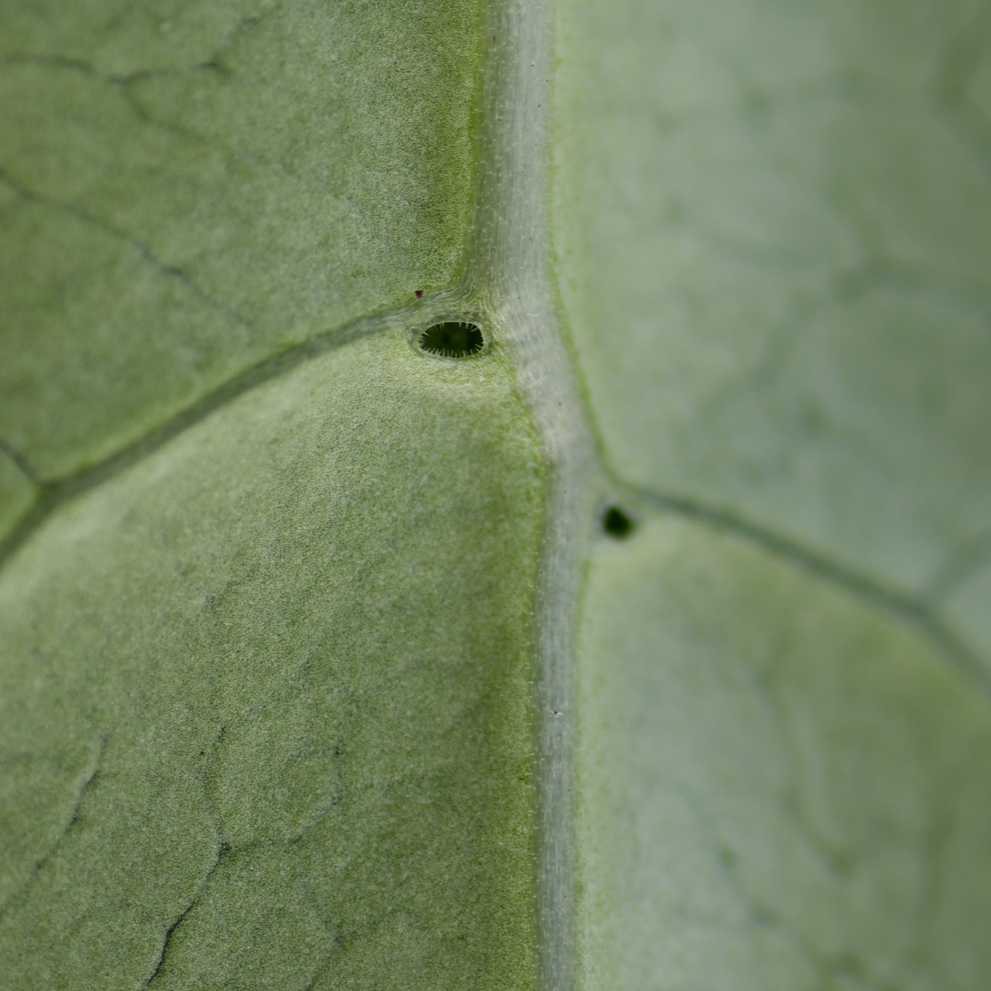 This is a macro shot from the underside of a Coprosma leaf (NZ plant). The structure you see is called a domatium (latin for house, same root as ‘domestic’ I guess). These are structures made by some plant species to house beneficial invertebrates. I’m not 100% what these invertebrates do for the host plants, perhaps fight off parasites? Regardless, they are pretty cool evolutionary features!