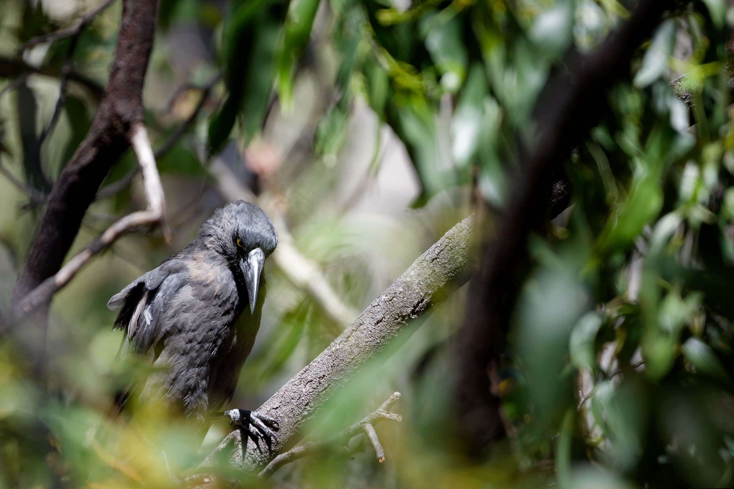From Adelaide, I think a Currawong (pied??). I love the background in this shot. While it’s quite busy, the depth of field smooths it out nicely. I also like the shadow of the prominant beak on the bird’s foot. © 2024. This work is openly licensed via CC BY-NC 4.0