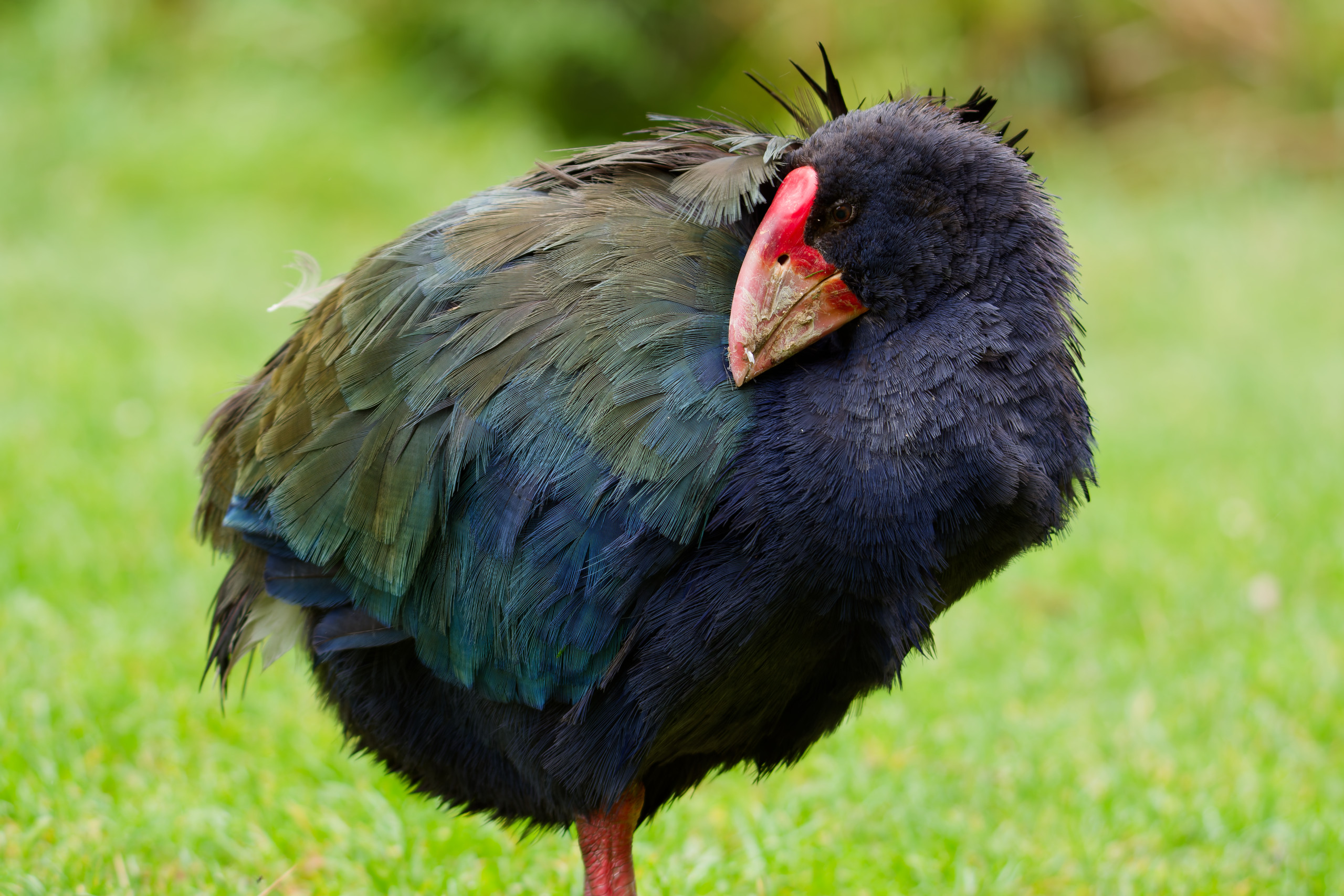 Taken in Zealandia (wildlife park) in Wellington, New Zealand. Takahē (Porphyrio hochstetteri), a gorgeous native NZ flightless bird. Thought to be extinct, they were rediscovered in the South Island in 1948. Population is about 500 as of 2003, and growing at a steady rate (source). © 2024. This work is openly licensed via CC BY-NC 4.0