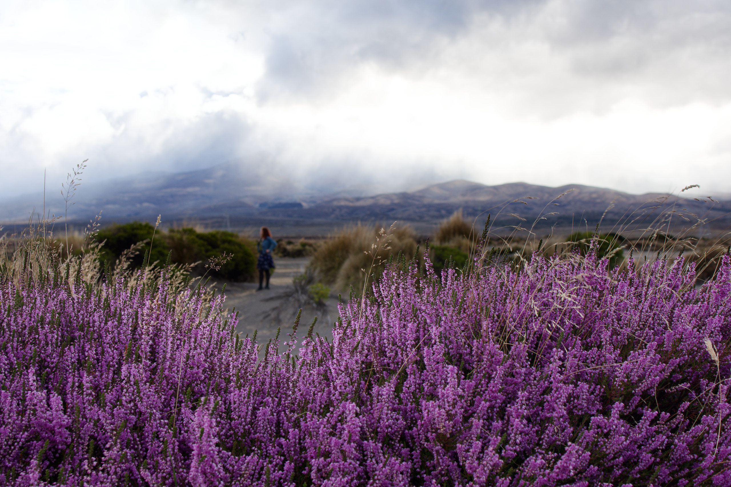 Near mount Ruapehu in NZ (early 2017). I like the layers of this one, and the little break in the flowers for the middle ground. © 2024. This work is openly licensed via CC BY-NC 4.0