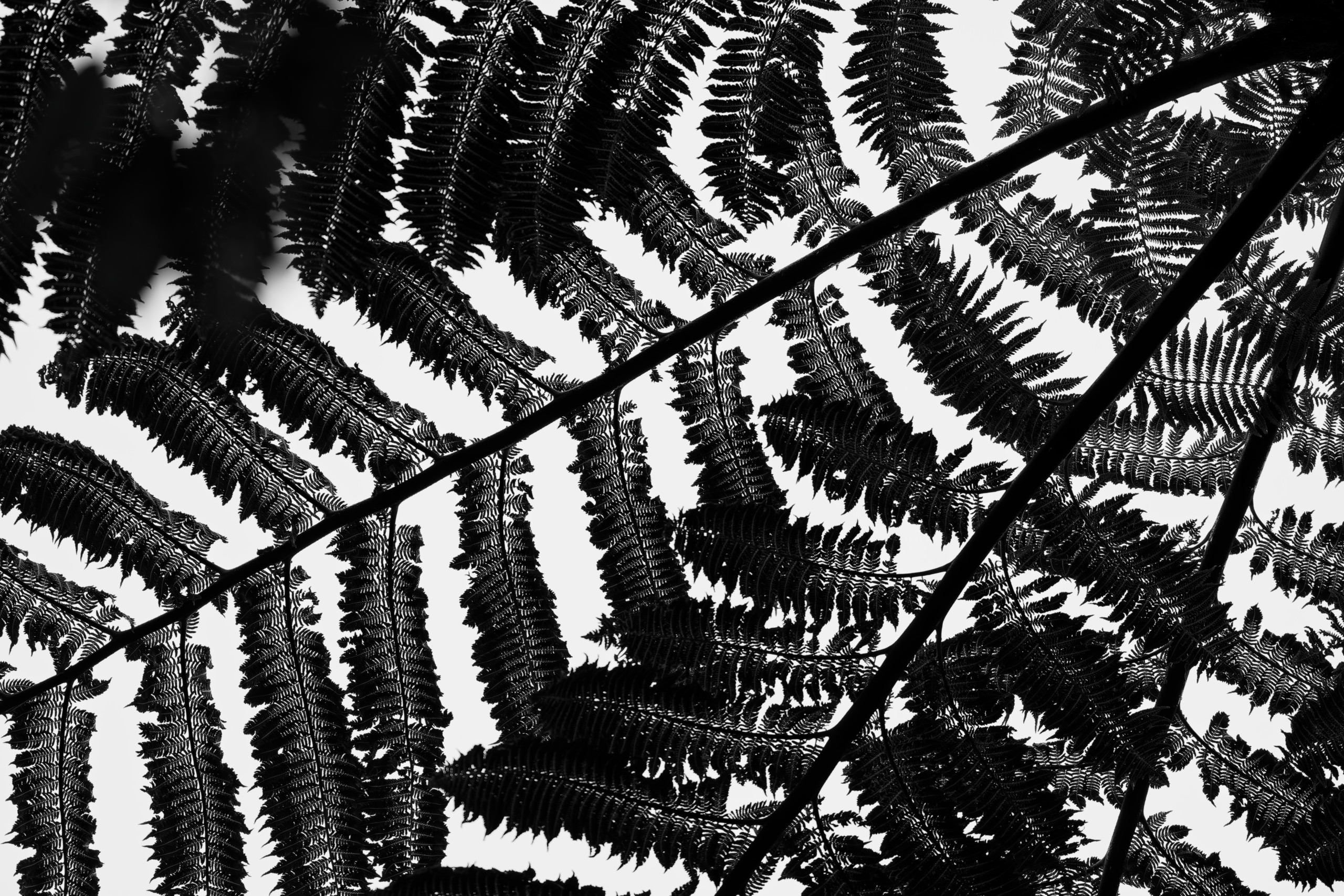 Underside of a fern in NZ. I love the texture, and the diagonal lines of the main stems. © 2024. This work is openly licensed via CC BY-NC 4.0