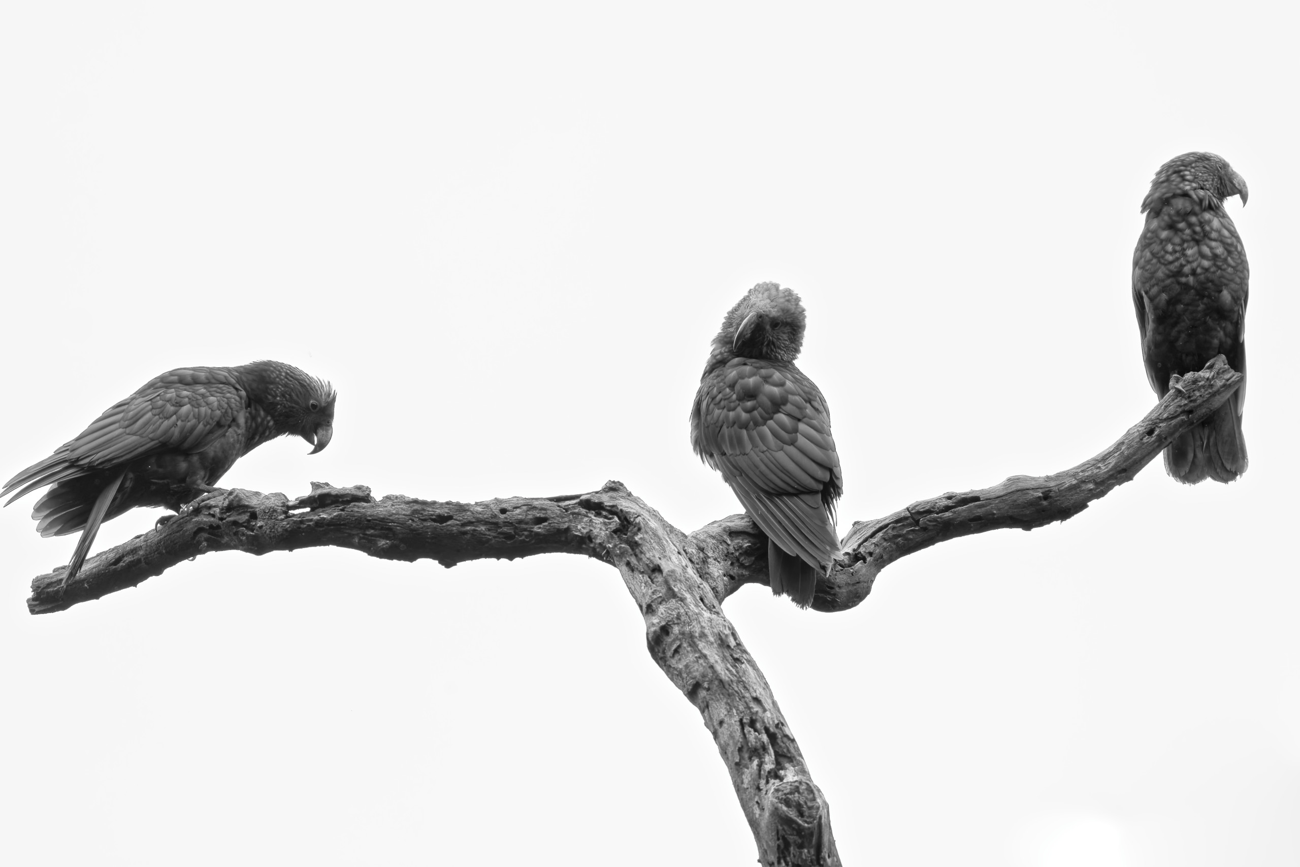 I quite like the composition of this one (though would have preferred if there were more space to the left and right of the frame). Kākā (Nestor meridionalis), native NZ birds taken at Zealandia. © 2024. This work is openly licensed via CC BY-NC 4.0
