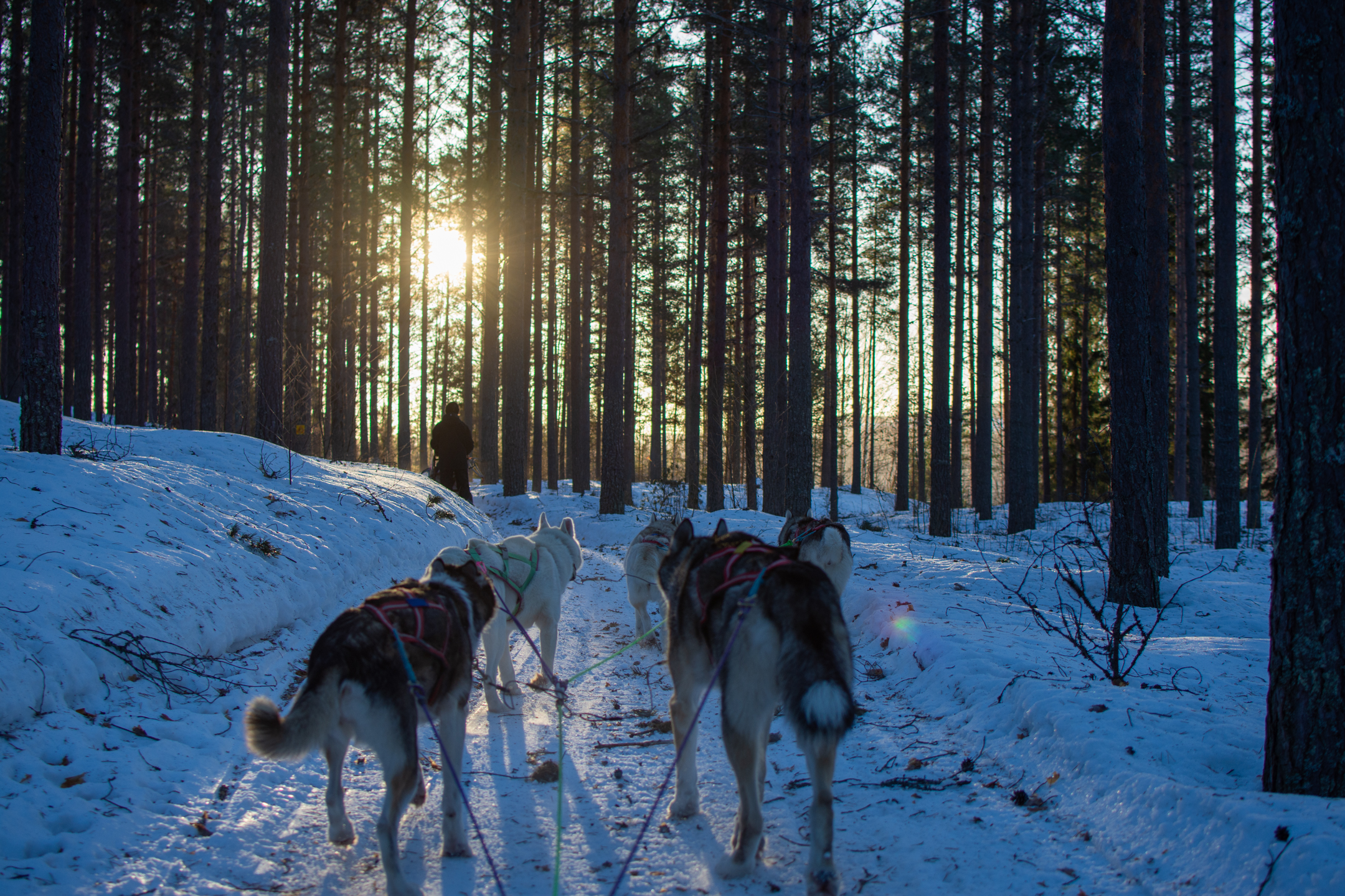 Dog sledding! #1 © 2024. This work is openly licensed via CC BY-NC 4.0