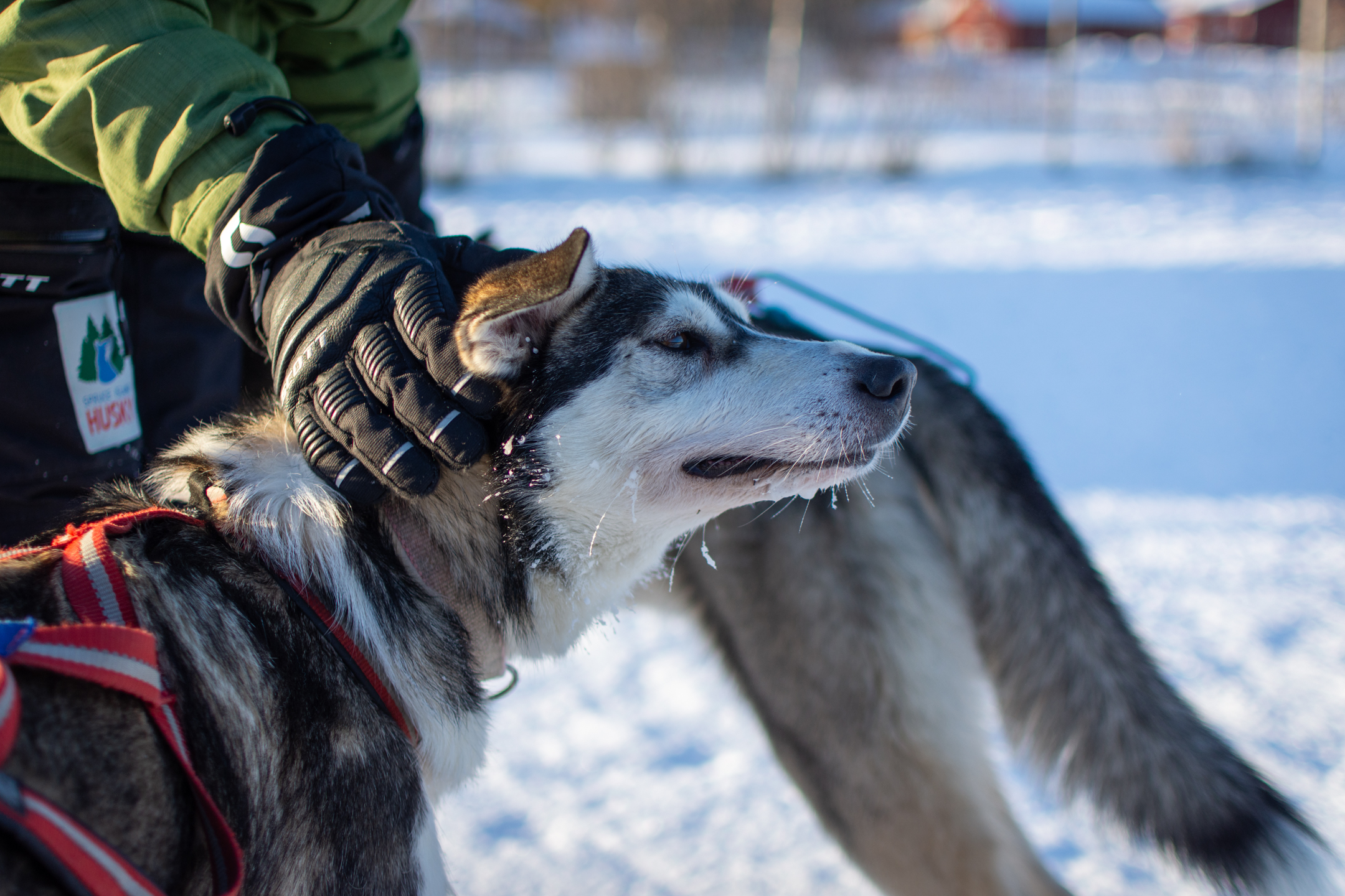 Tuckered out dogs after the ride ready for a pat. They are really cuddly after a good run. © 2024. This work is openly licensed via CC BY-NC 4.0