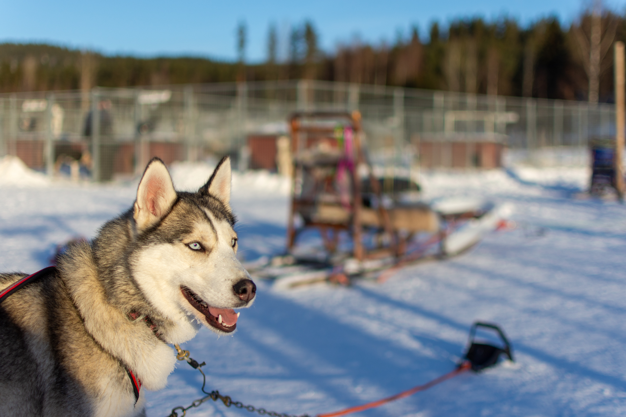 Doggo © 2024. This work is openly licensed via CC BY-NC 4.0