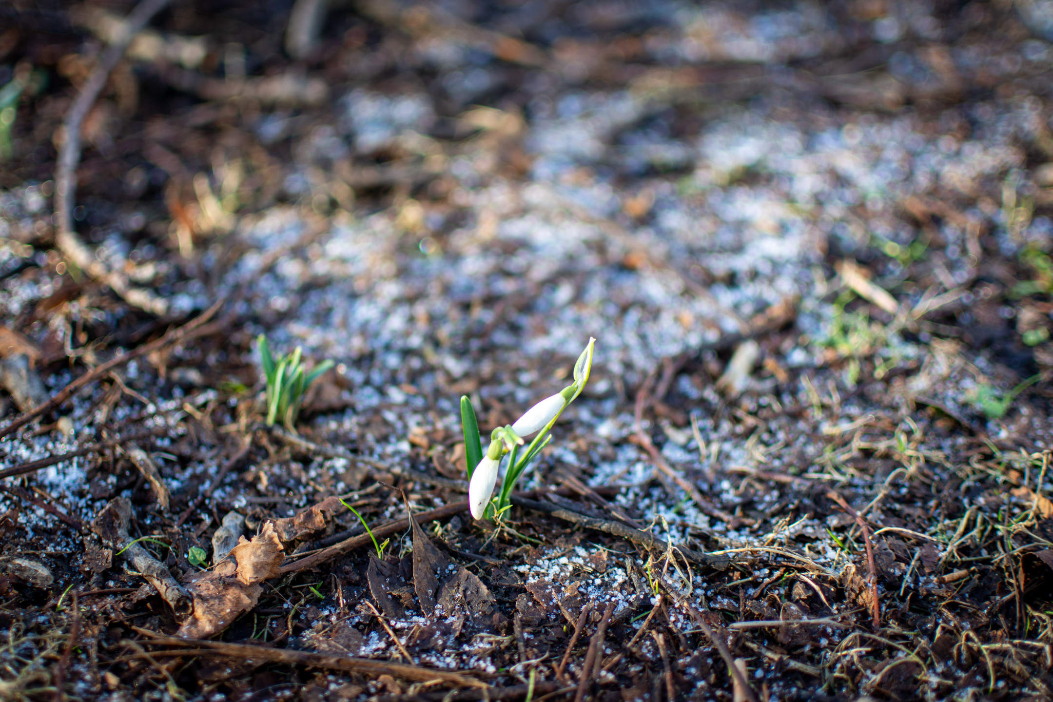 Pioneering snowdrop! One of the first flowers to start blooming in the Danish spring. © 2024. This work is openly licensed via CC BY-NC 4.0