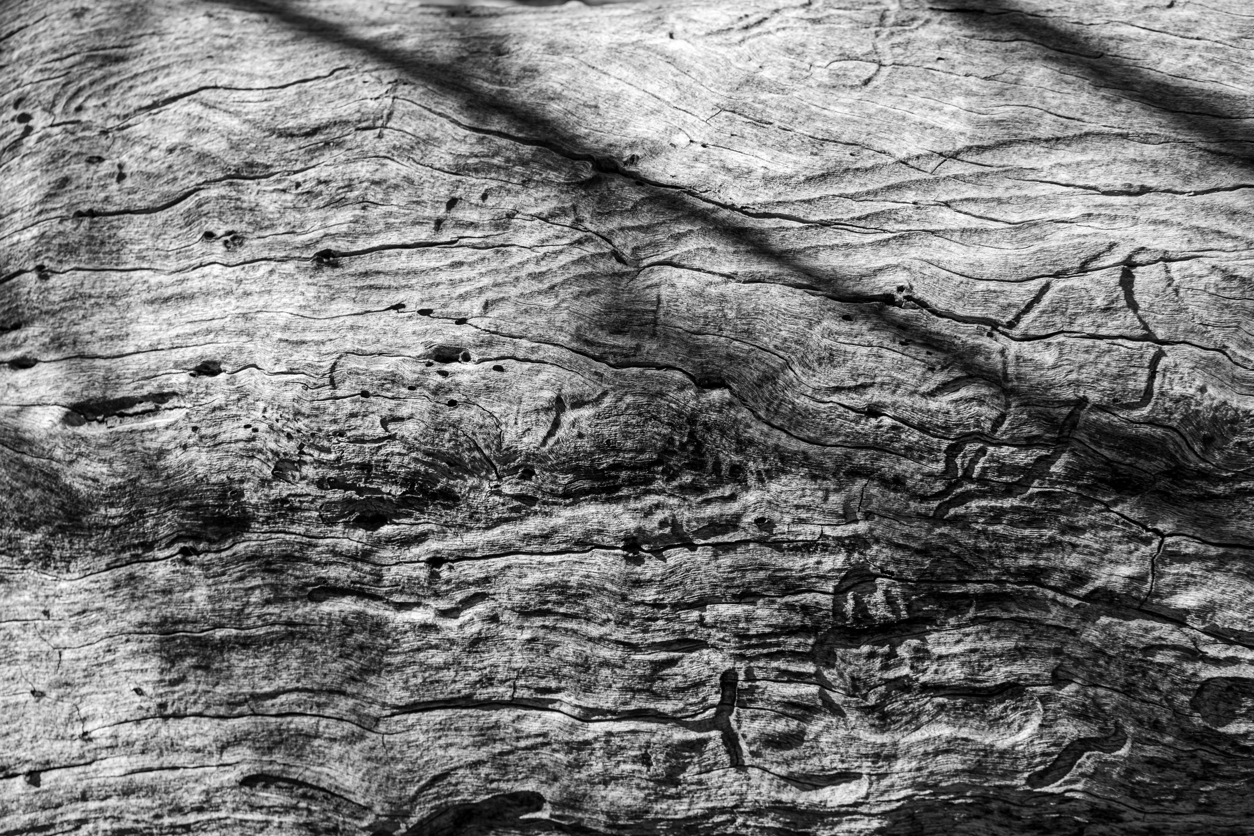 A fallen tree – who knows when it fell. During its long lifetime, it would have helped shaped a habitat for the surrounding animals, and witnessed life flourish over the decades. © 2024. This work is openly licensed via CC BY-NC 4.0