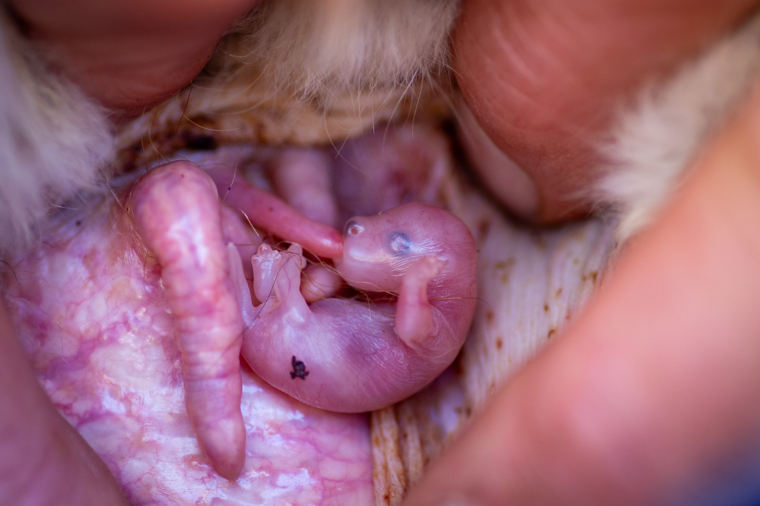 Newly born wallaby on a teat! Macropodids have multiple teats, and the young will move to the next one at a certain stage of development. © 2024. This work is openly licensed via CC BY-NC 4.0