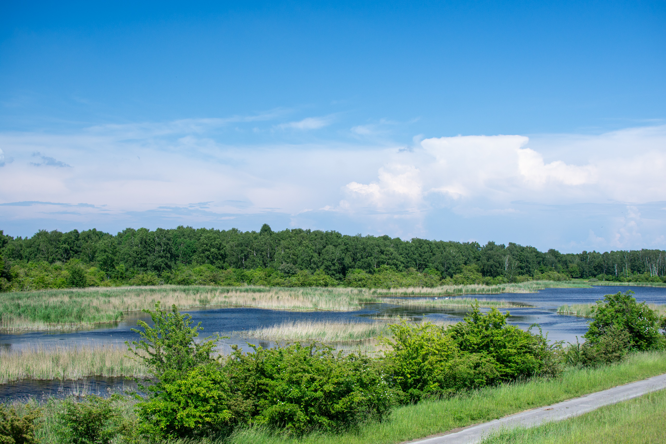 Forest bordering the ocean a the southern tip of Amager © 2024. This work is openly licensed via CC BY-NC 4.0