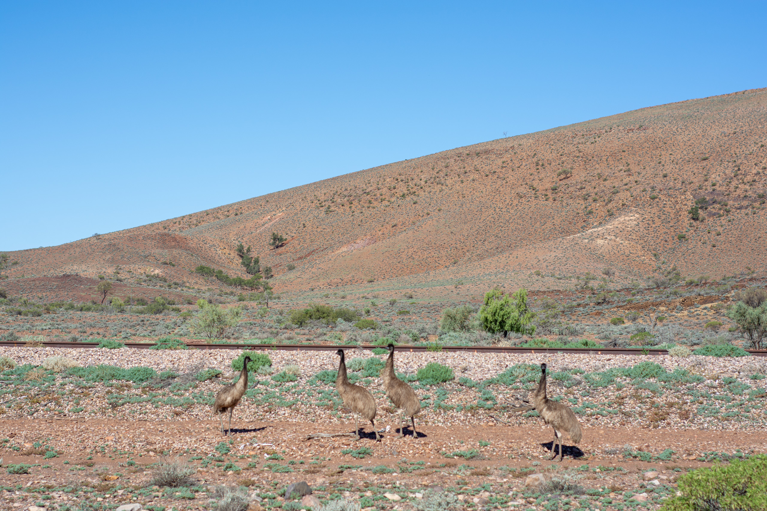 Some local emus seen on the drive up. © 2024. This work is openly licensed via CC BY-NC 4.0