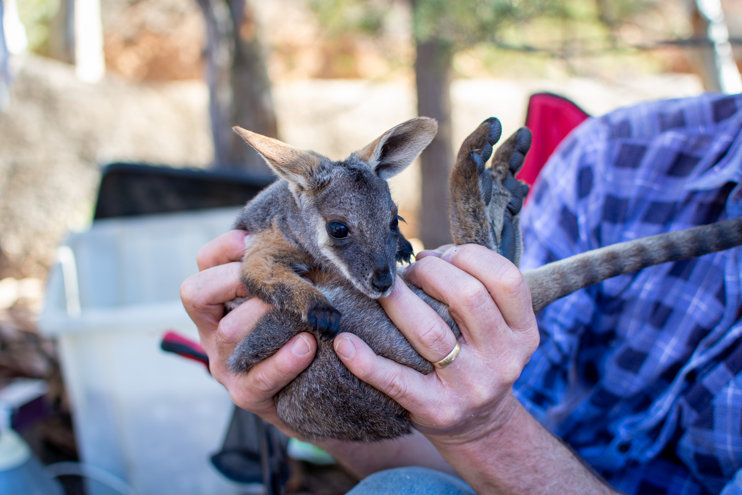 Juvenile wallaby about to be measured. © 2024. This work is openly licensed via CC BY-NC 4.0