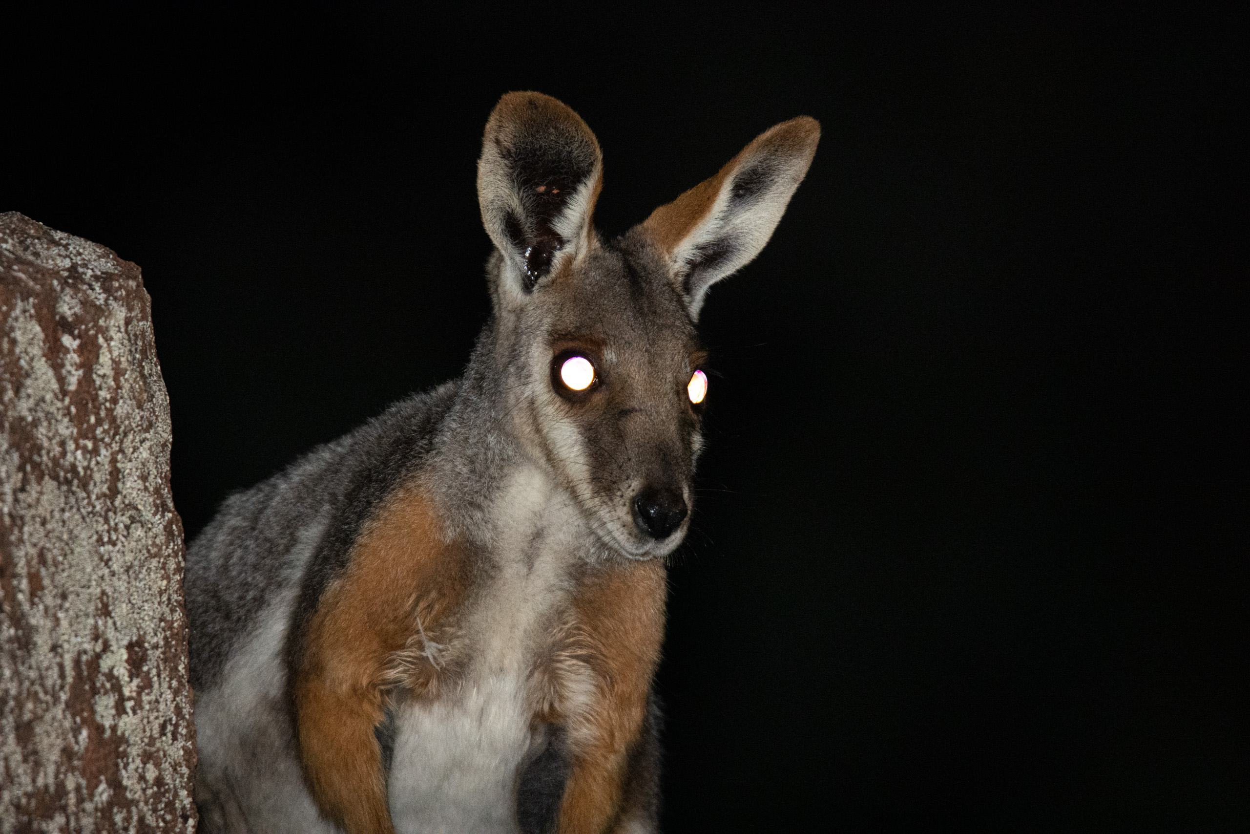 Cheeky local watching us at the telescope. Tapeda lucida shining. © 2024. This work is openly licensed via CC BY-NC 4.0