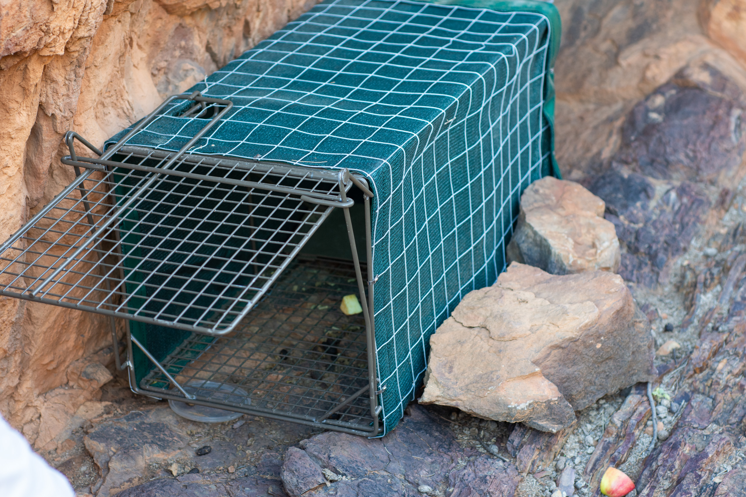 The type of trap we used. © 2024. This work is openly licensed via CC BY-NC 4.0