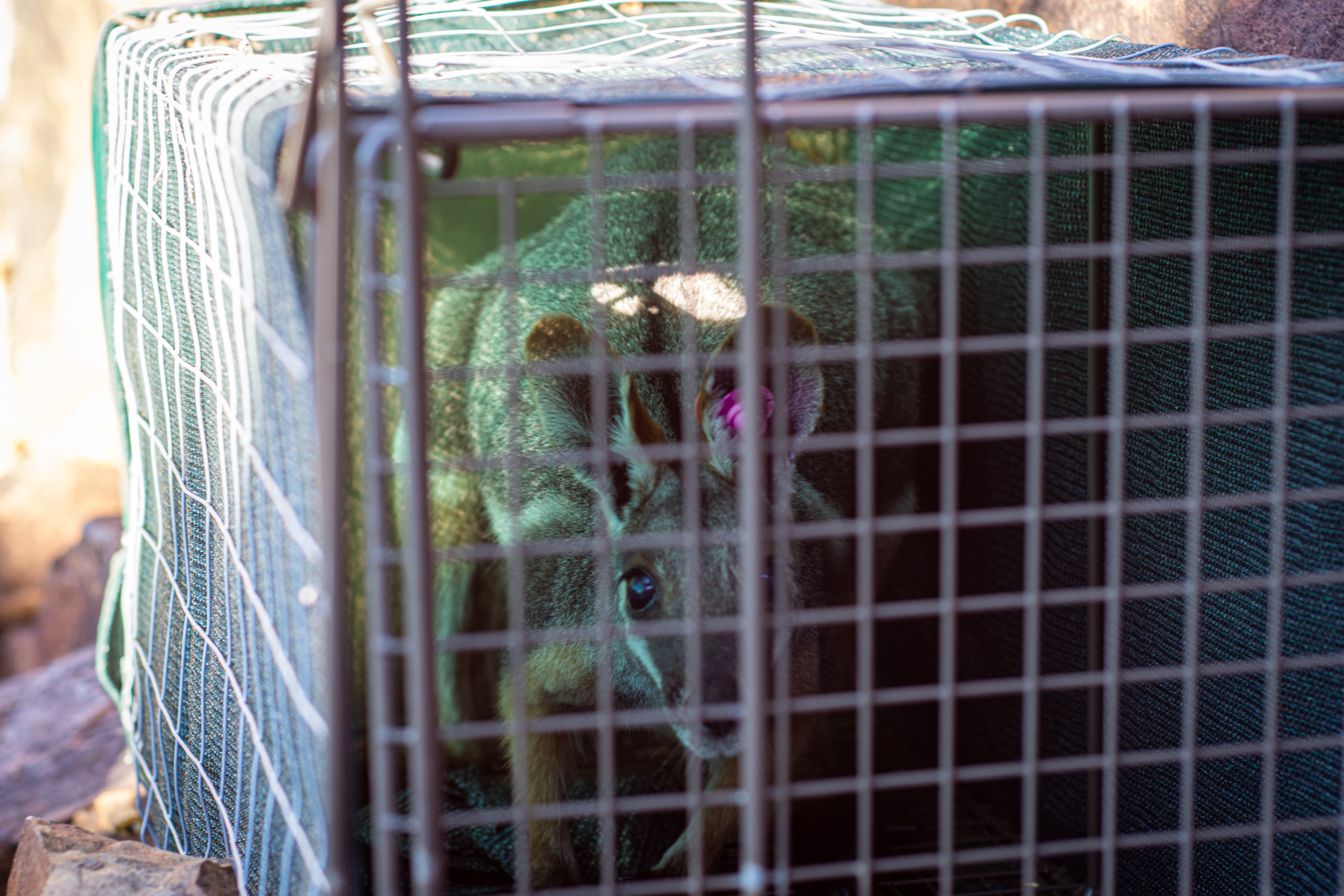 Wallaby in a trap. © 2024. This work is openly licensed via CC BY-NC 4.0