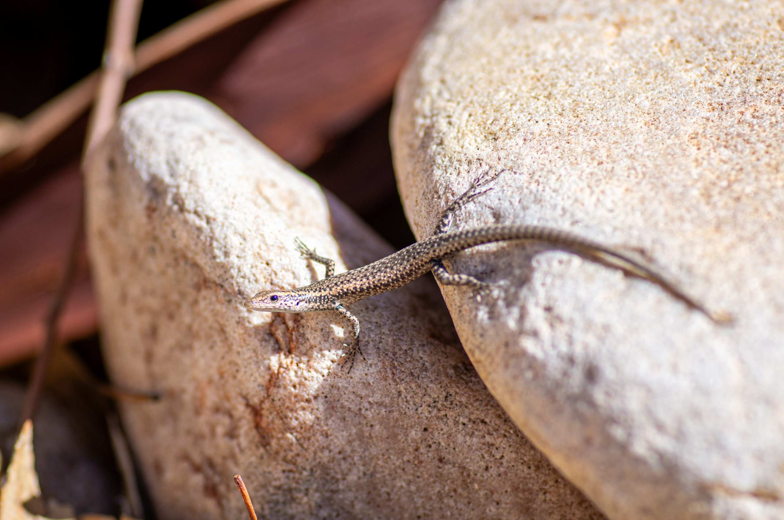 There’s plenty of life in arid Australia, you just have to be patient and observant. © 2024. This work is openly licensed via CC BY-NC 4.0