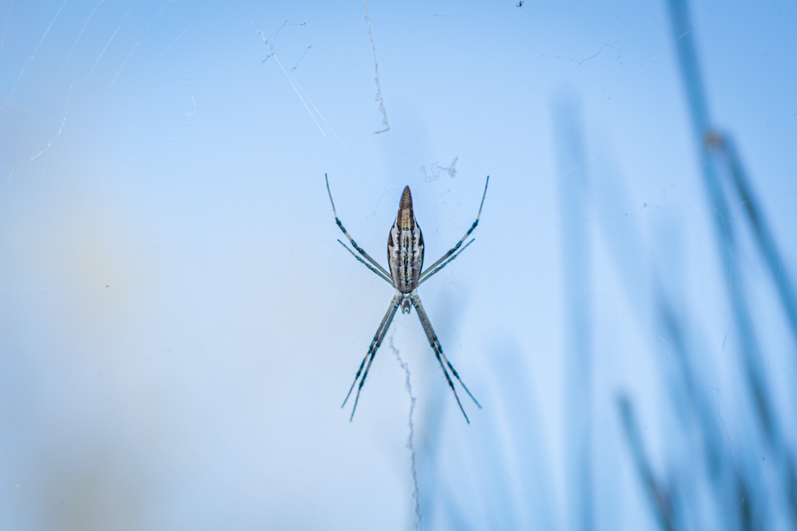 There’s plenty of life in arid Australia, you just have to be patient and observant. © 2024. This work is openly licensed via CC BY-NC 4.0