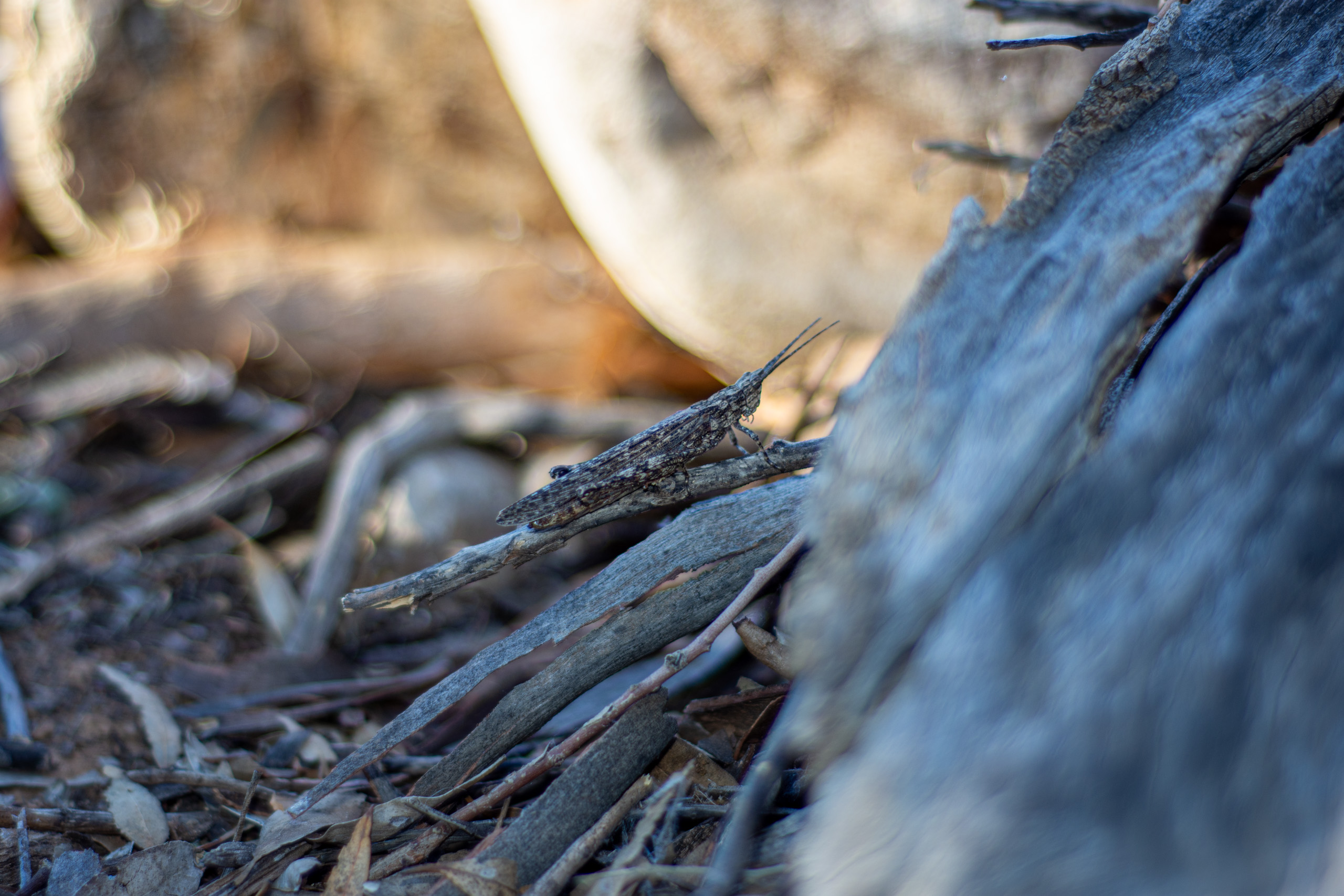 There’s plenty of life in arid Australia, you just have to be patient and observant. © 2024. This work is openly licensed via CC BY-NC 4.0
