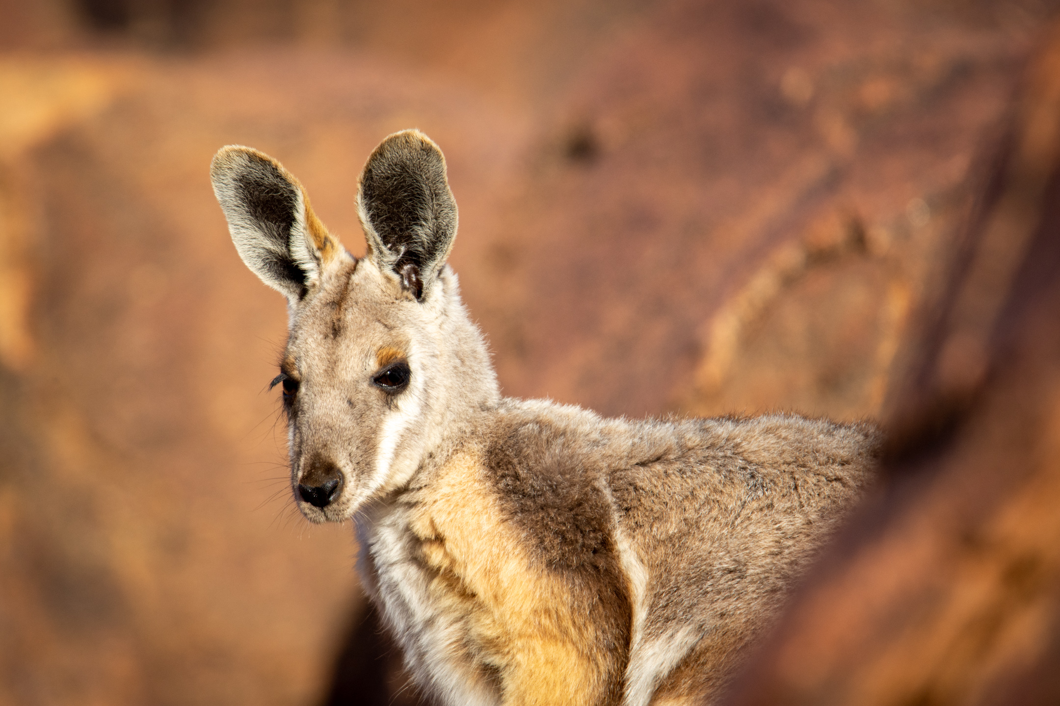 The yellow-footed rock wallaby. © 2024. This work is openly licensed via CC BY-NC 4.0
