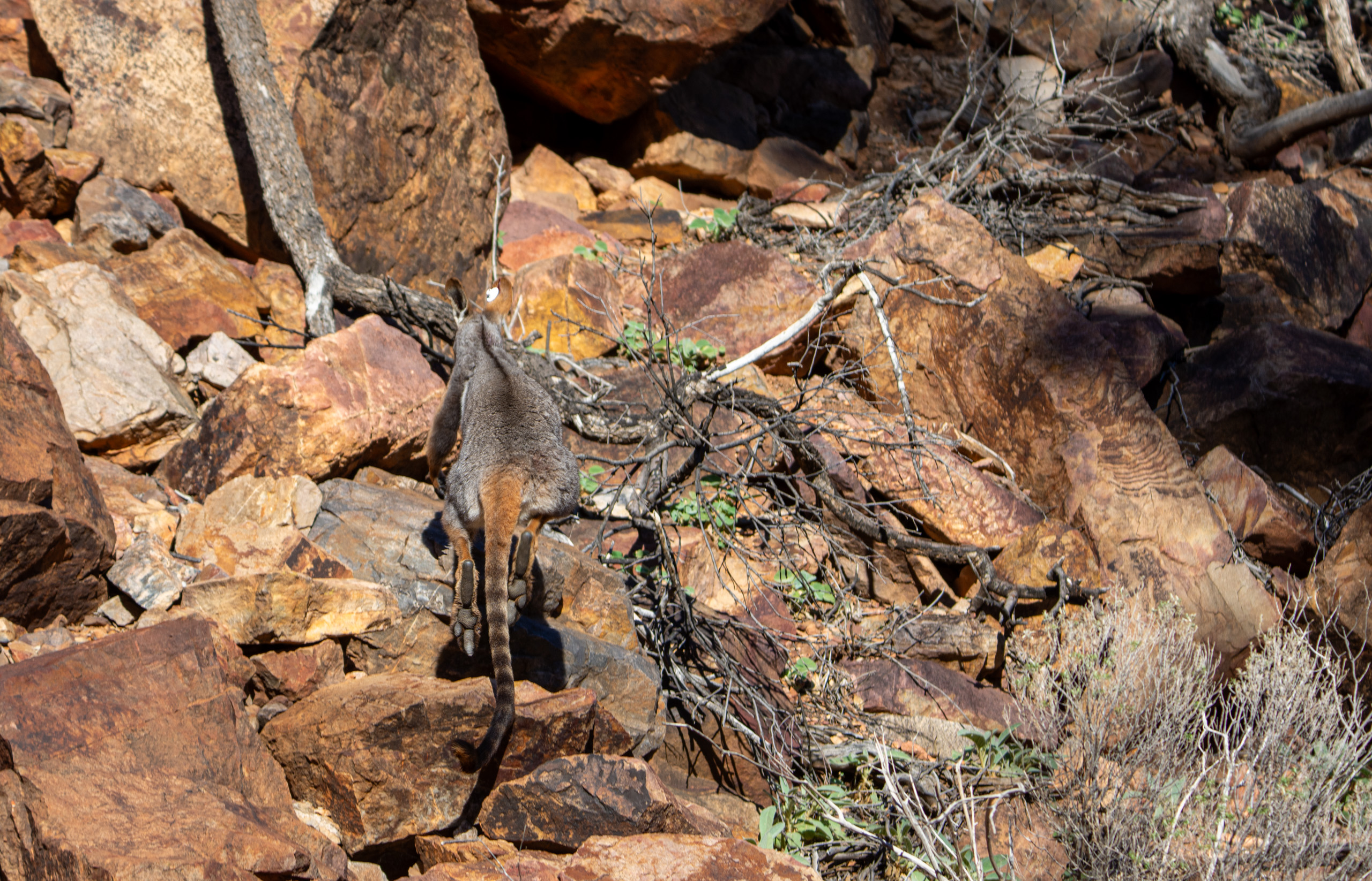 YFRW spotted on the hike up with the trap. The ease with which they traverse this rugged landscape is mind blowing. © 2024. This work is openly licensed via CC BY-NC 4.0