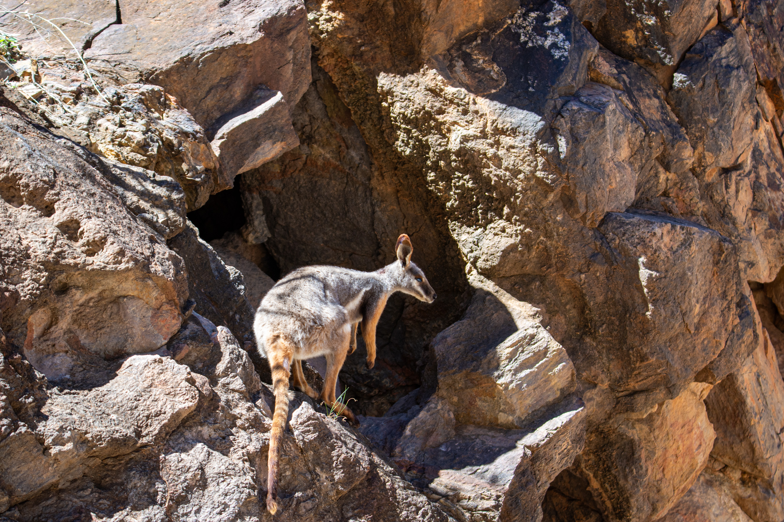 YFRW in its habitat. © 2024. This work is openly licensed via CC BY-NC 4.0