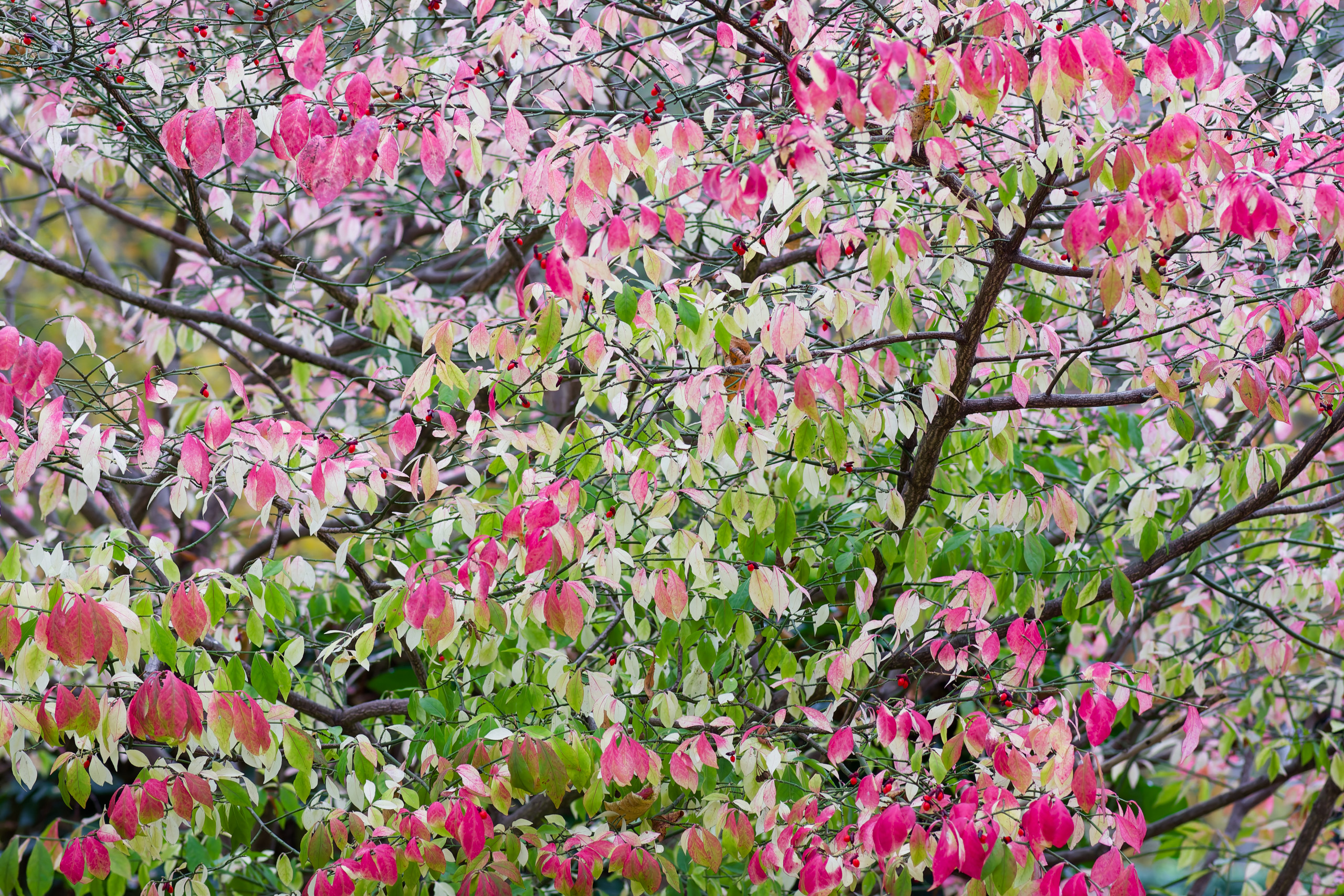 Colours © 2024. This work is openly licensed via CC BY-NC 4.0