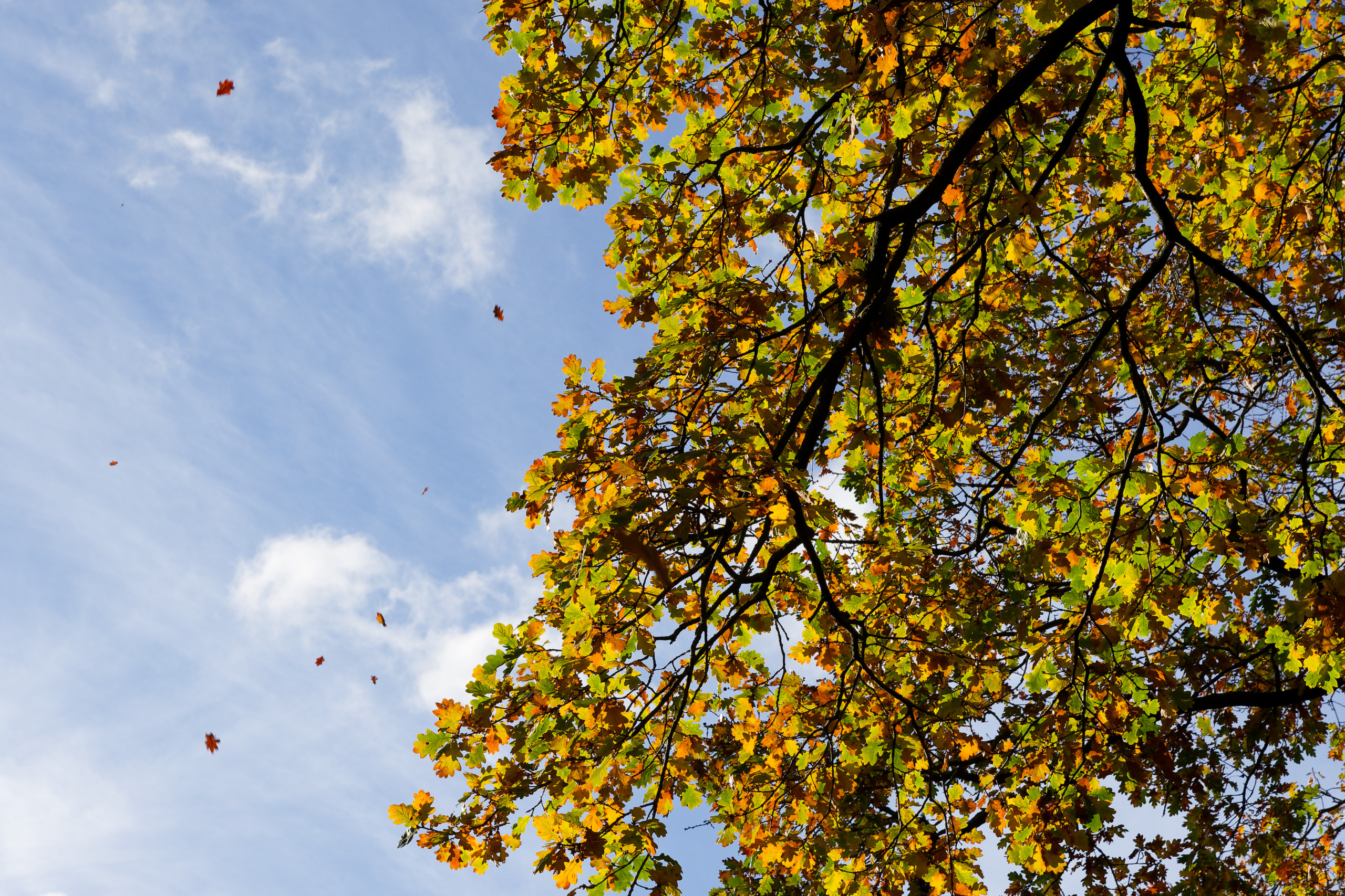 Falling leaves © 2024. This work is openly licensed via CC BY-NC 4.0