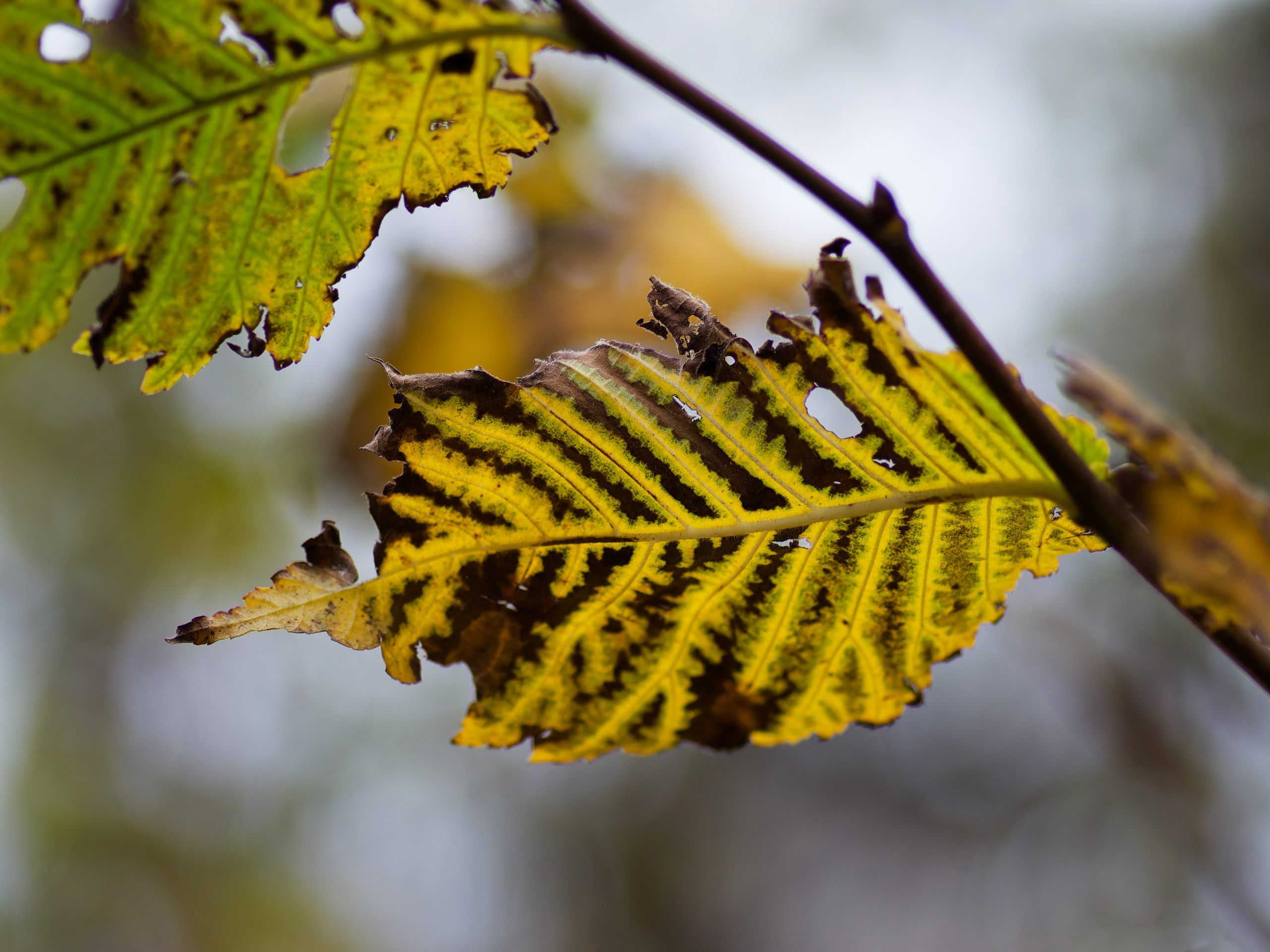Untitled © 2024. This work is openly licensed via CC BY-NC 4.0