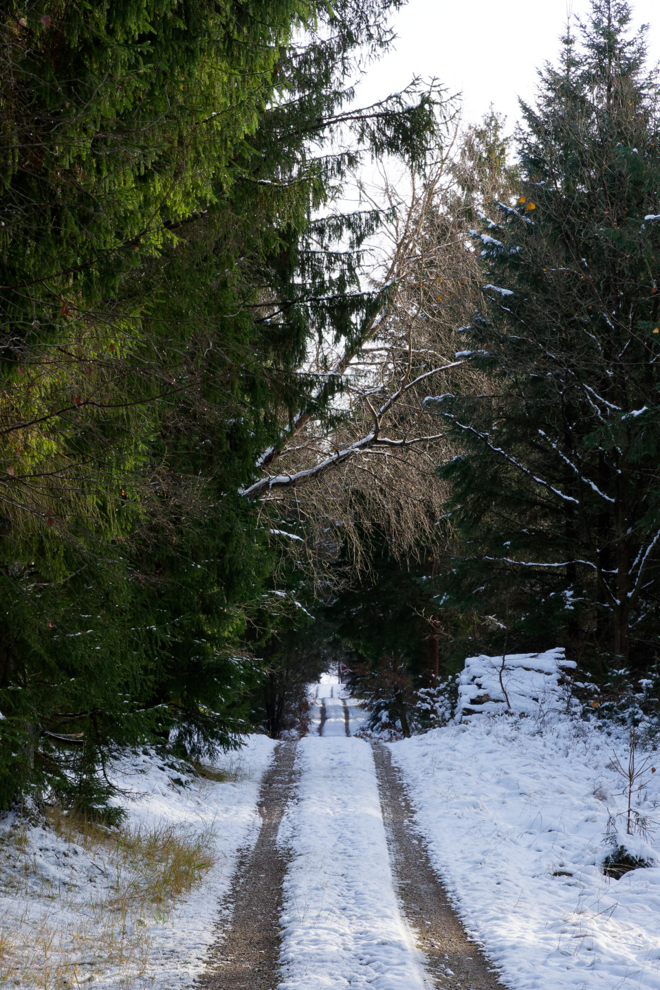 Path in Gribskov © 2024. This work is openly licensed via CC BY-NC 4.0