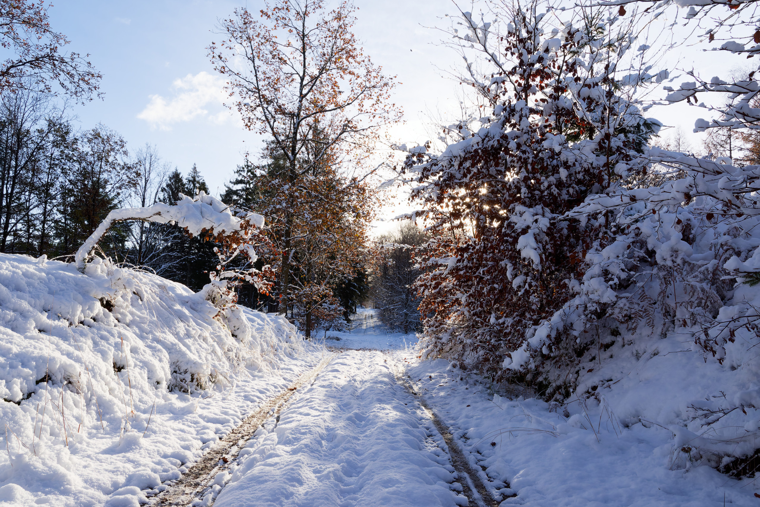 Snow + sunlight = magic © 2024. This work is openly licensed via CC BY-NC 4.0