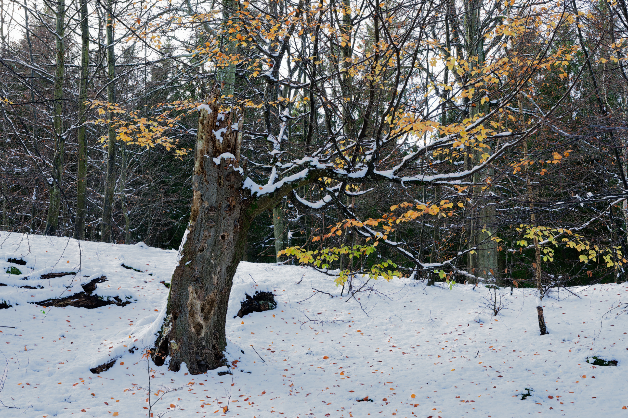 One tree still holding onto some leaves. A mixture of autumn/winter © 2024. This work is openly licensed via CC BY-NC 4.0