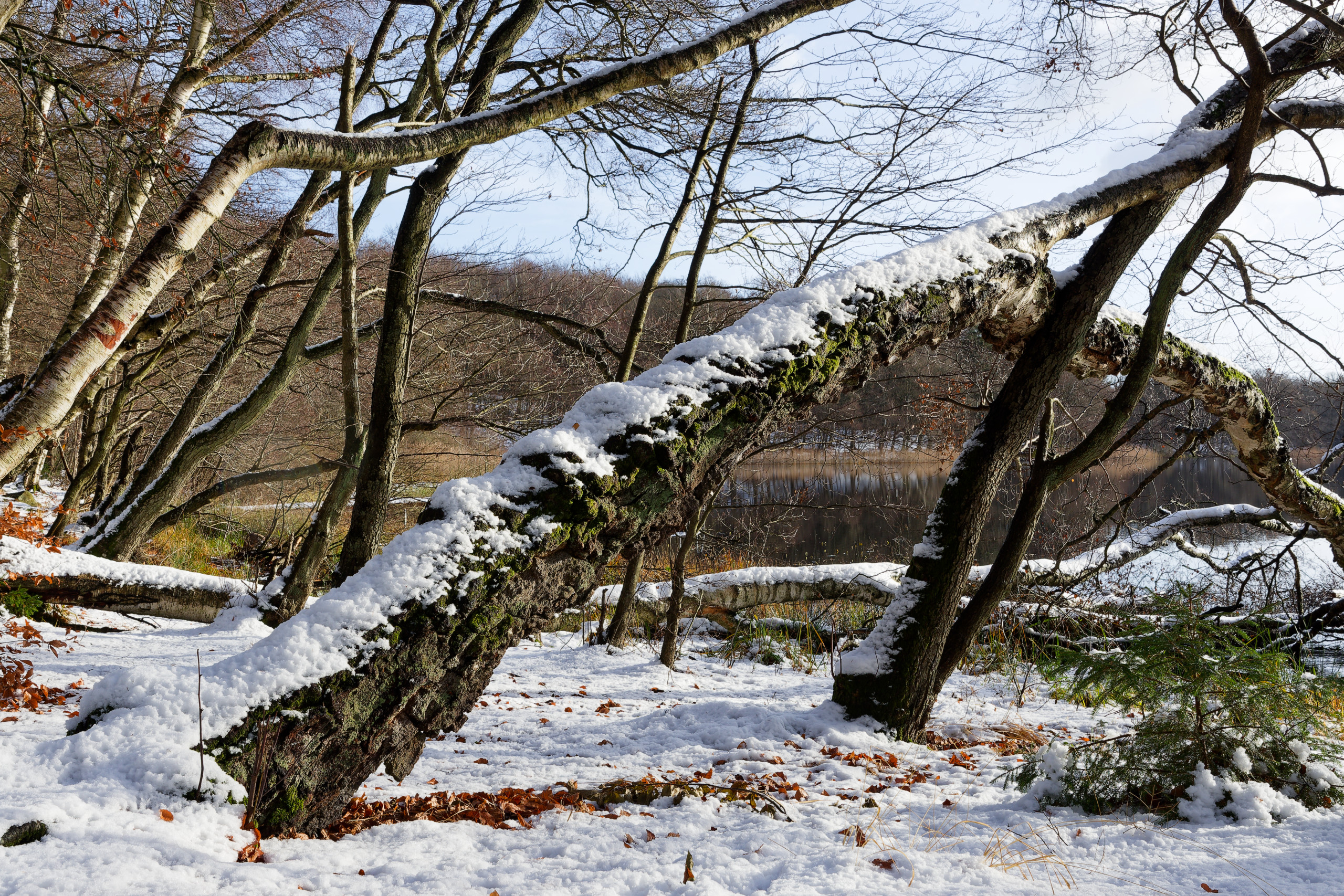 Fallen tree 1 © 2024. This work is openly licensed via CC BY-NC 4.0