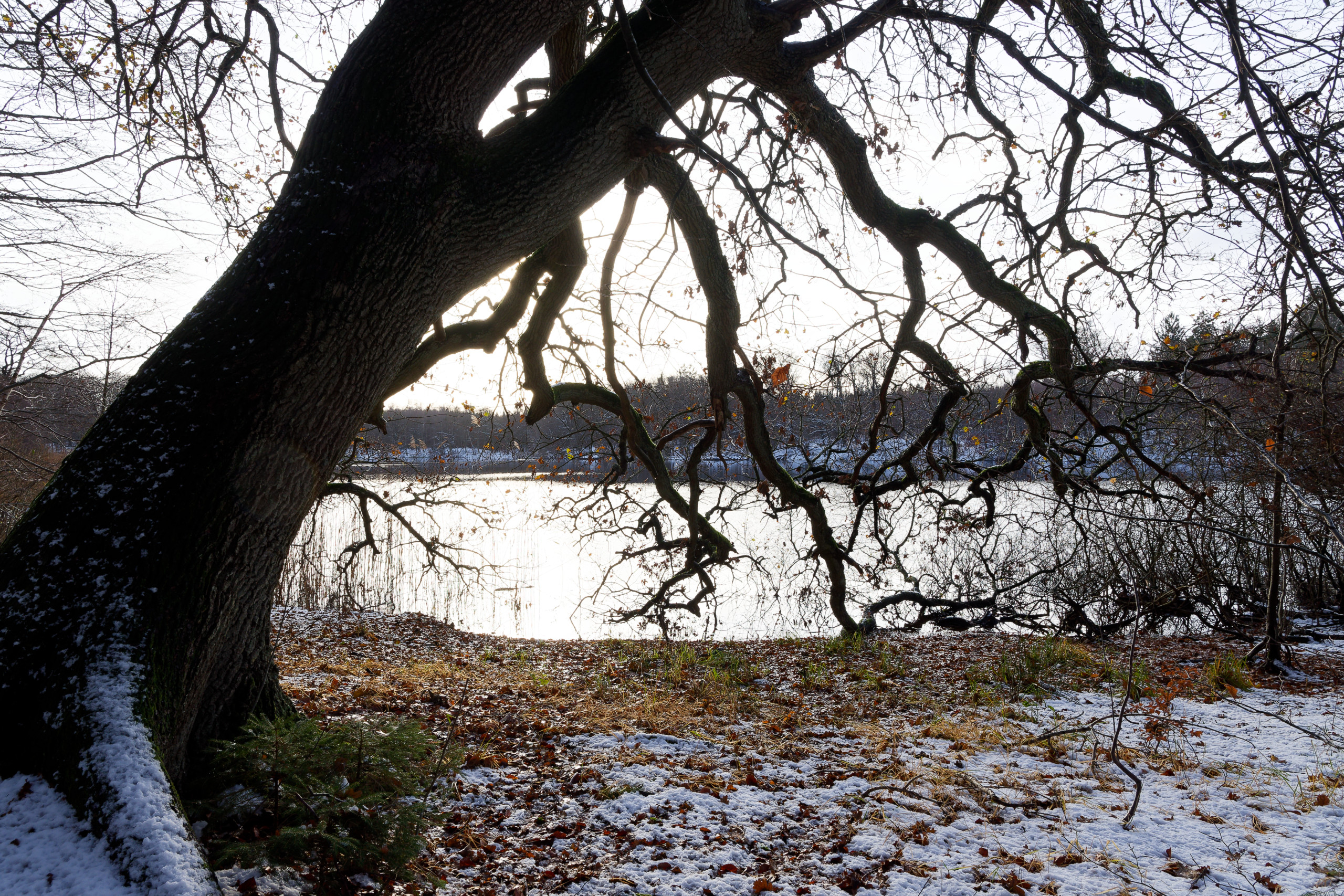 Fallen tree 2 © 2024. This work is openly licensed via CC BY-NC 4.0