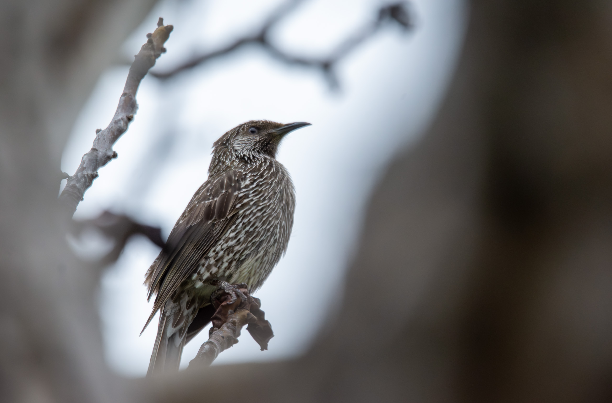 Little Wattlebird (Anthochaera chrysoptera) in Adelaide, Australia. Nice to be reunited with my 150-600mm BAZOOKA wildlife lens :smile: © 2024. This work is openly licensed via CC BY-NC 4.0