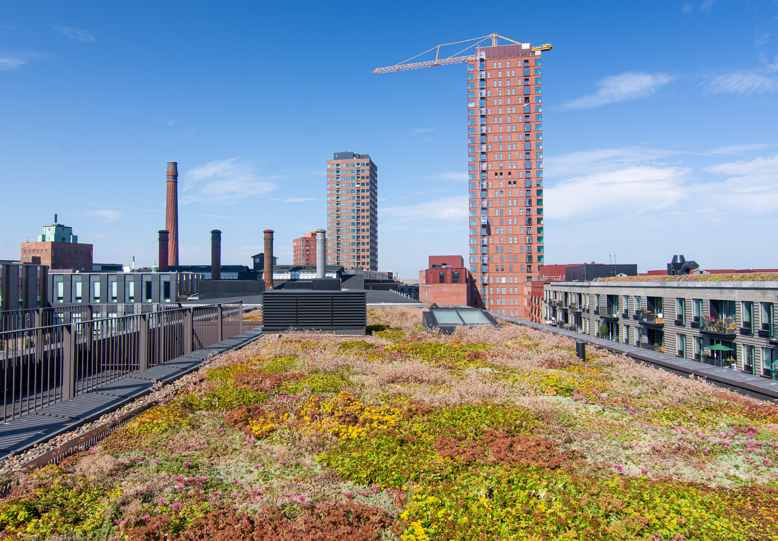 It seems rooftops on modern builds are increasingly including planted areas. Here are some hardy plants on our rooftop – at the peak of Spring and Summer the plot is swarming with bees. I’m guessing this is a feature to help support bees. It’s cool to think even in such an urbanised environment we can make decisions that promote wildlife. © 2024. This work is openly licensed via CC BY-NC 4.0