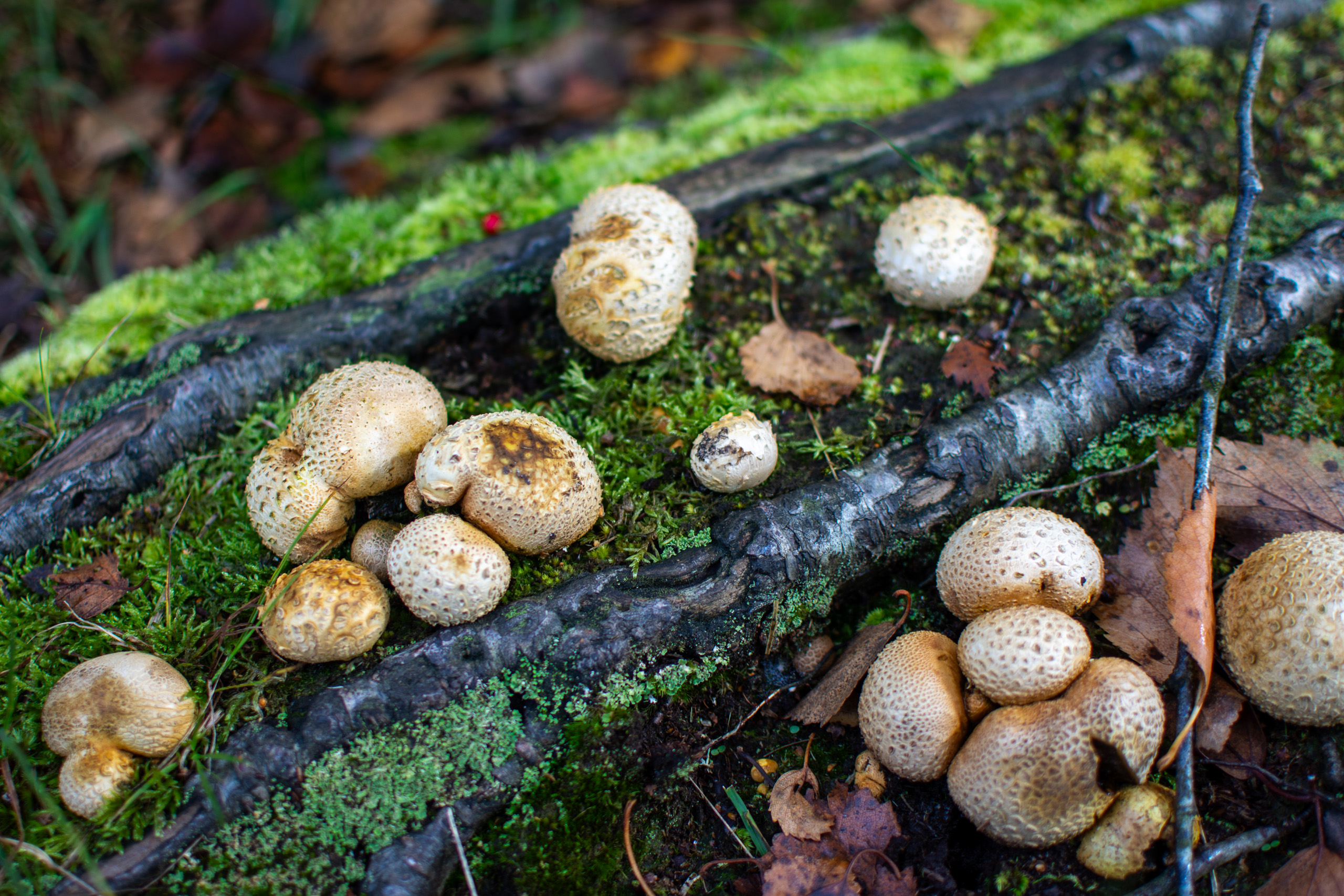 Forest shrooms © 2024. This work is openly licensed via CC BY-NC 4.0