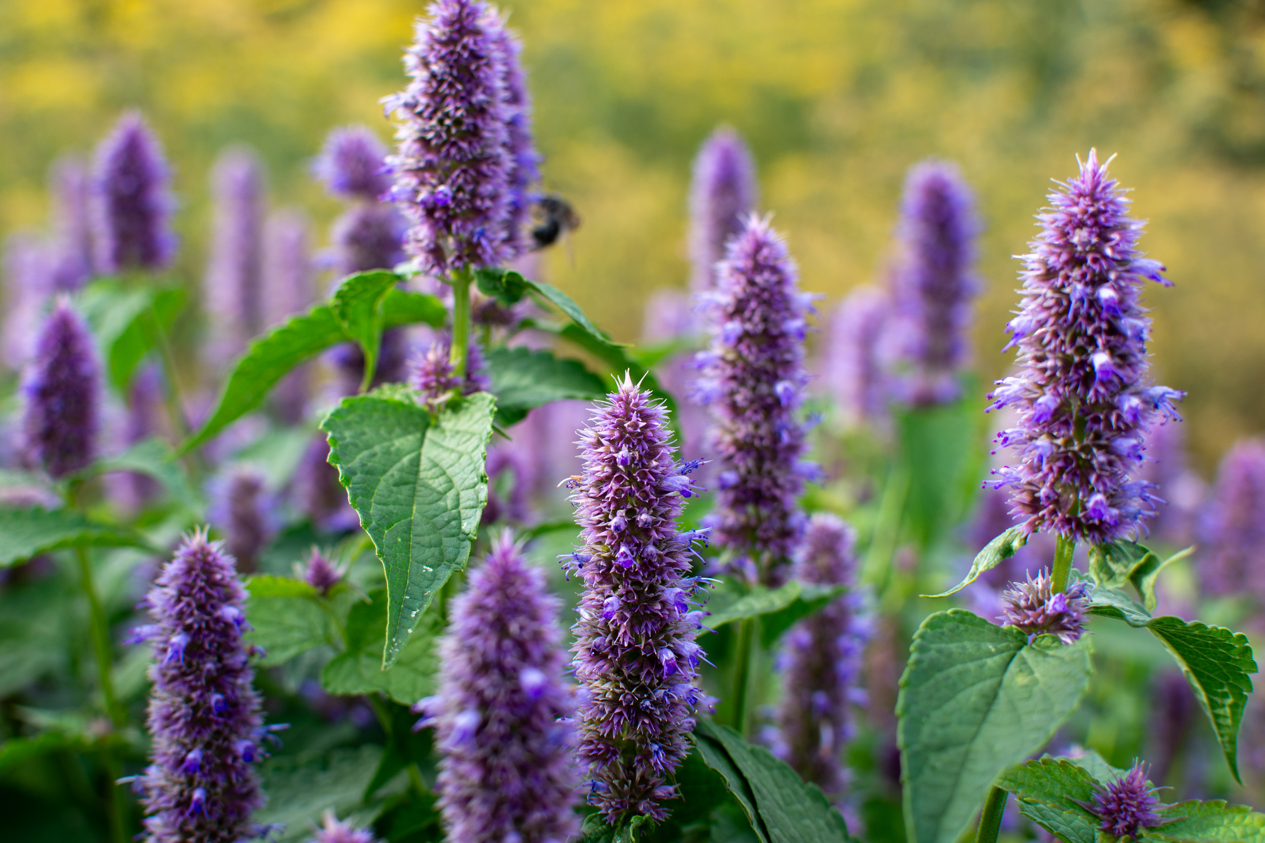 Late summer colour © 2024. This work is openly licensed via CC BY-NC 4.0