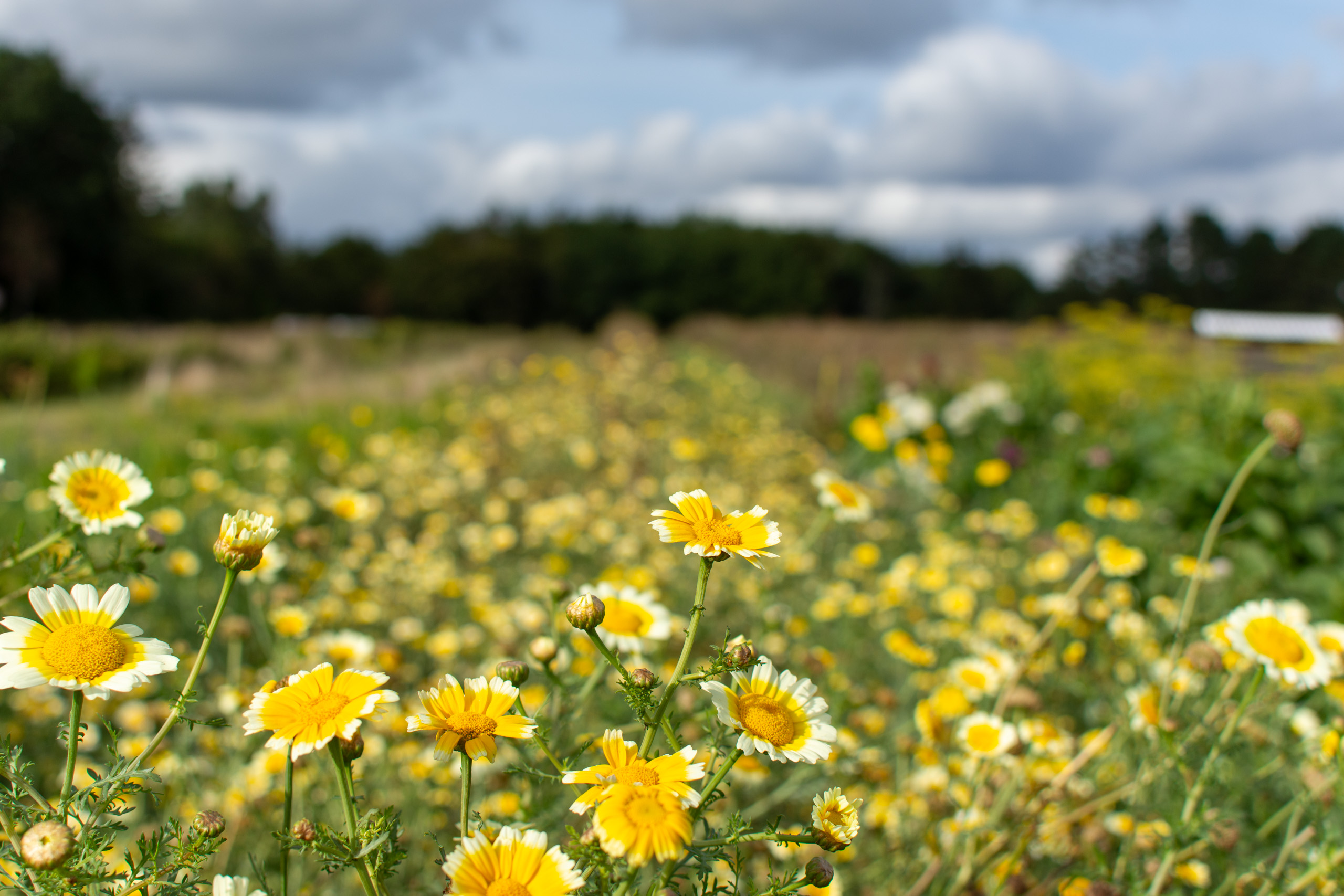 Late summer colour © 2024. This work is openly licensed via CC BY-NC 4.0