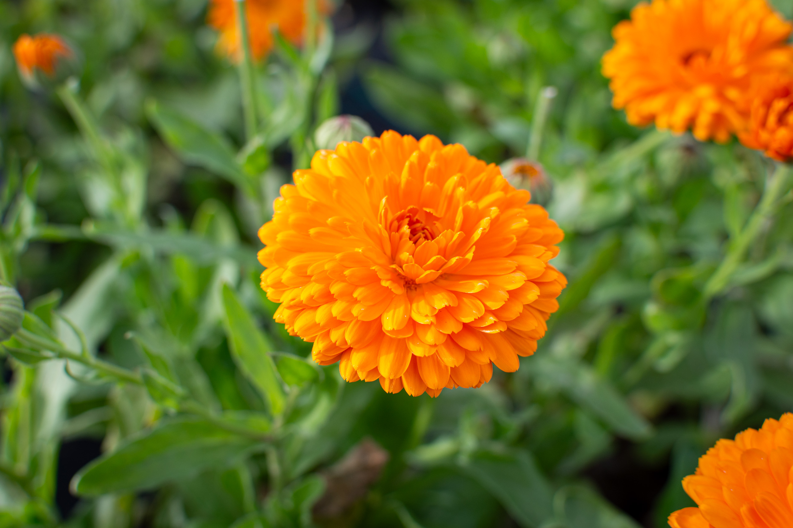 Late summer colour © 2024. This work is openly licensed via CC BY-NC 4.0