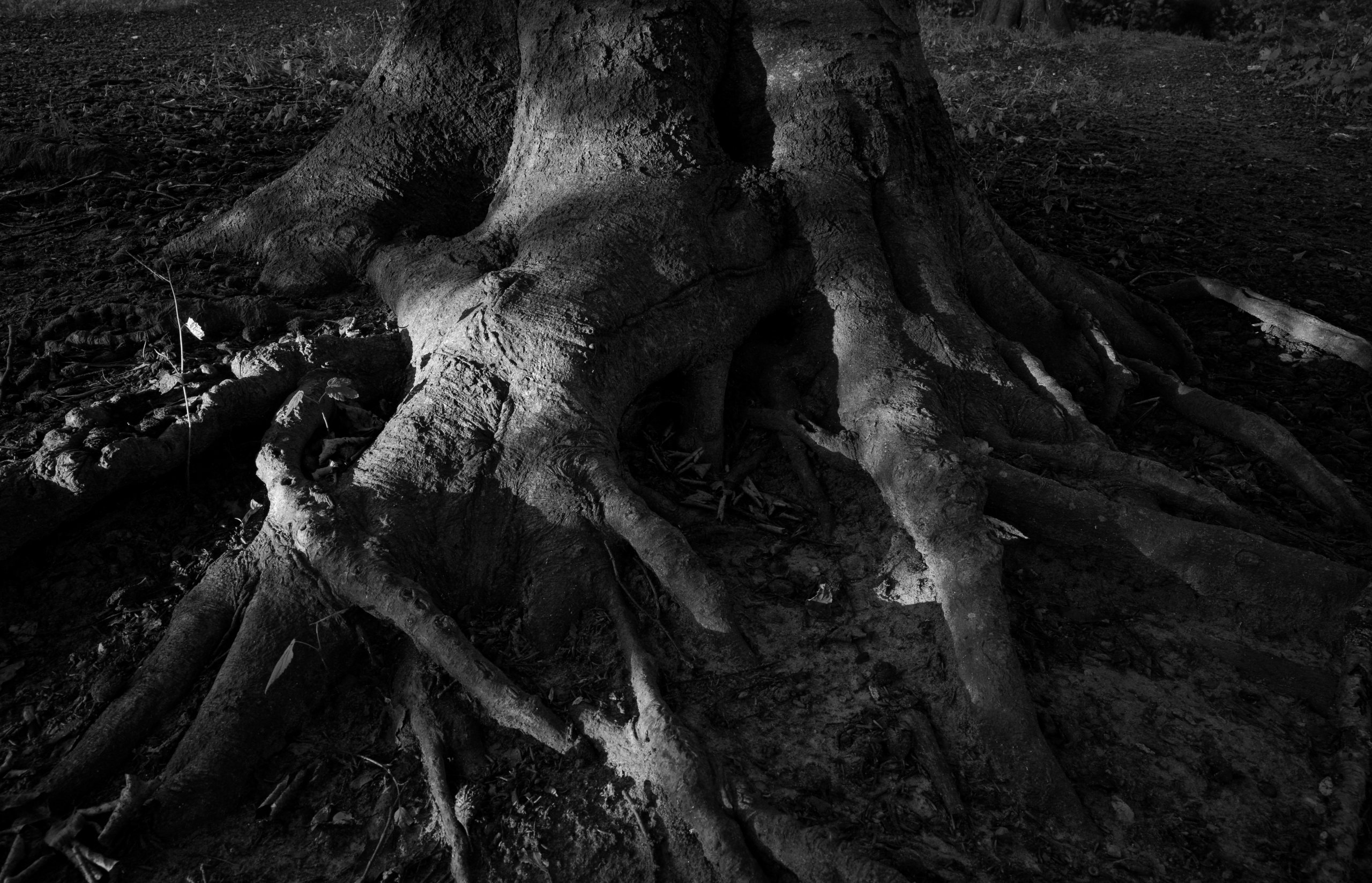Roots © 2025. This work is openly licensed via CC BY-NC 4.0