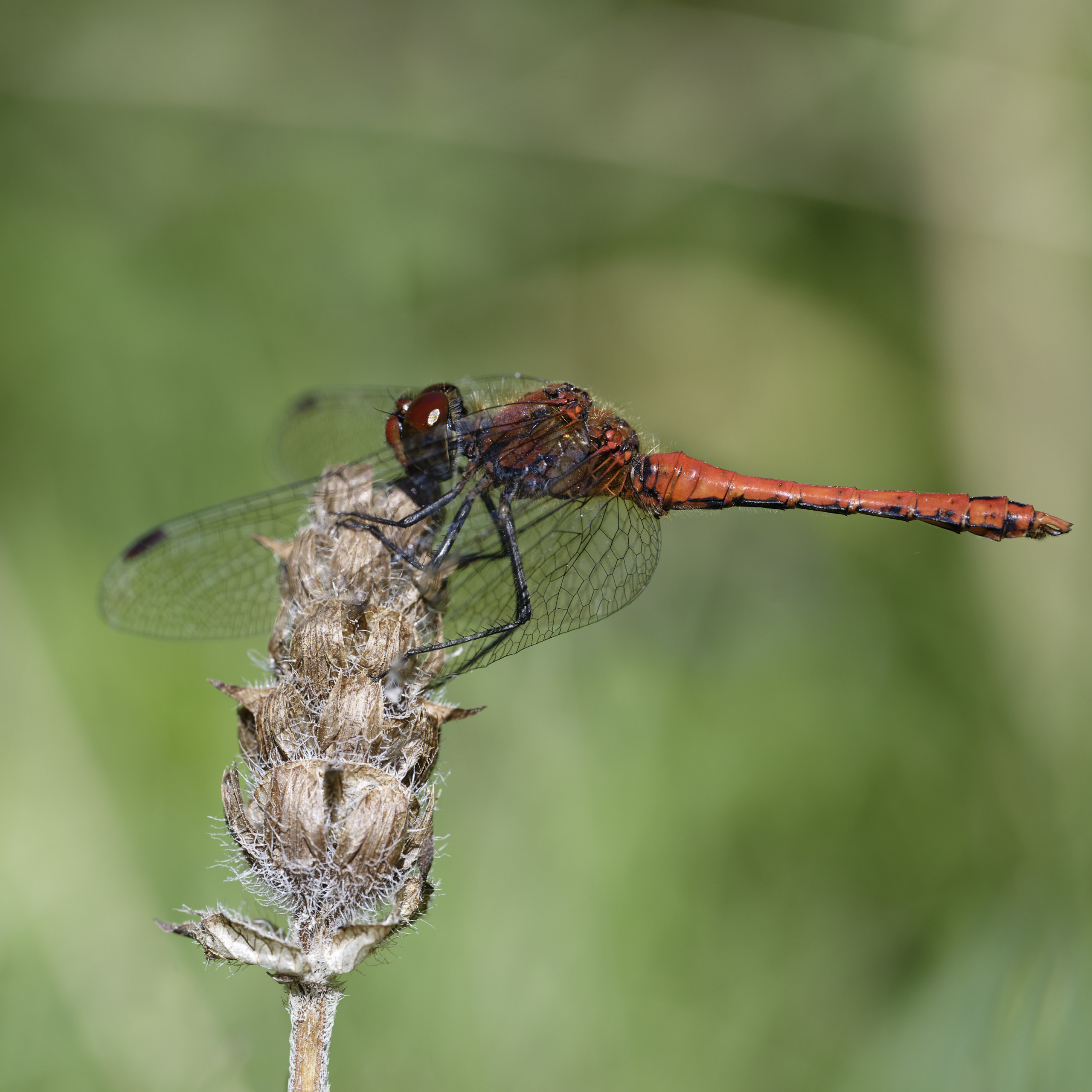 Last month we had blue damselflies, this month we’ve got a dragonfly with a warmer shade. Sympetrum spp.? © 2025. This work is openly licensed via CC BY-NC 4.0