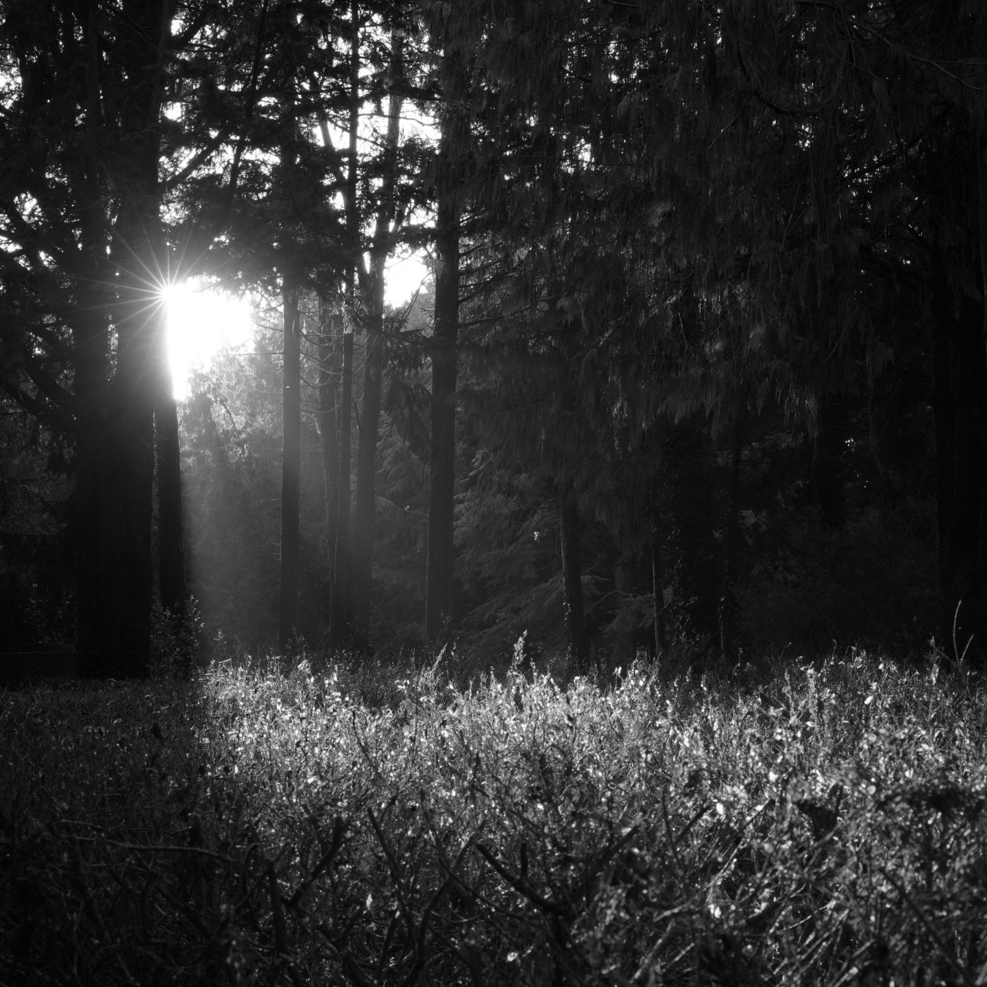 Light in the dark. © 2026. This work is openly licensed via CC BY-NC 4.0