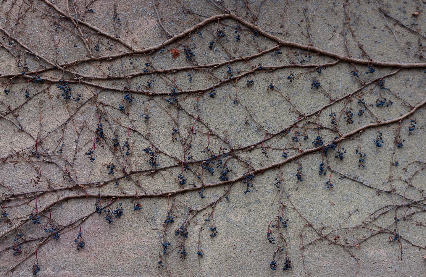 On a cold winter day, it’s nice seeing evidence (fruit) of the previous summer. © 2025. This work is openly licensed via CC BY-NC 4.0