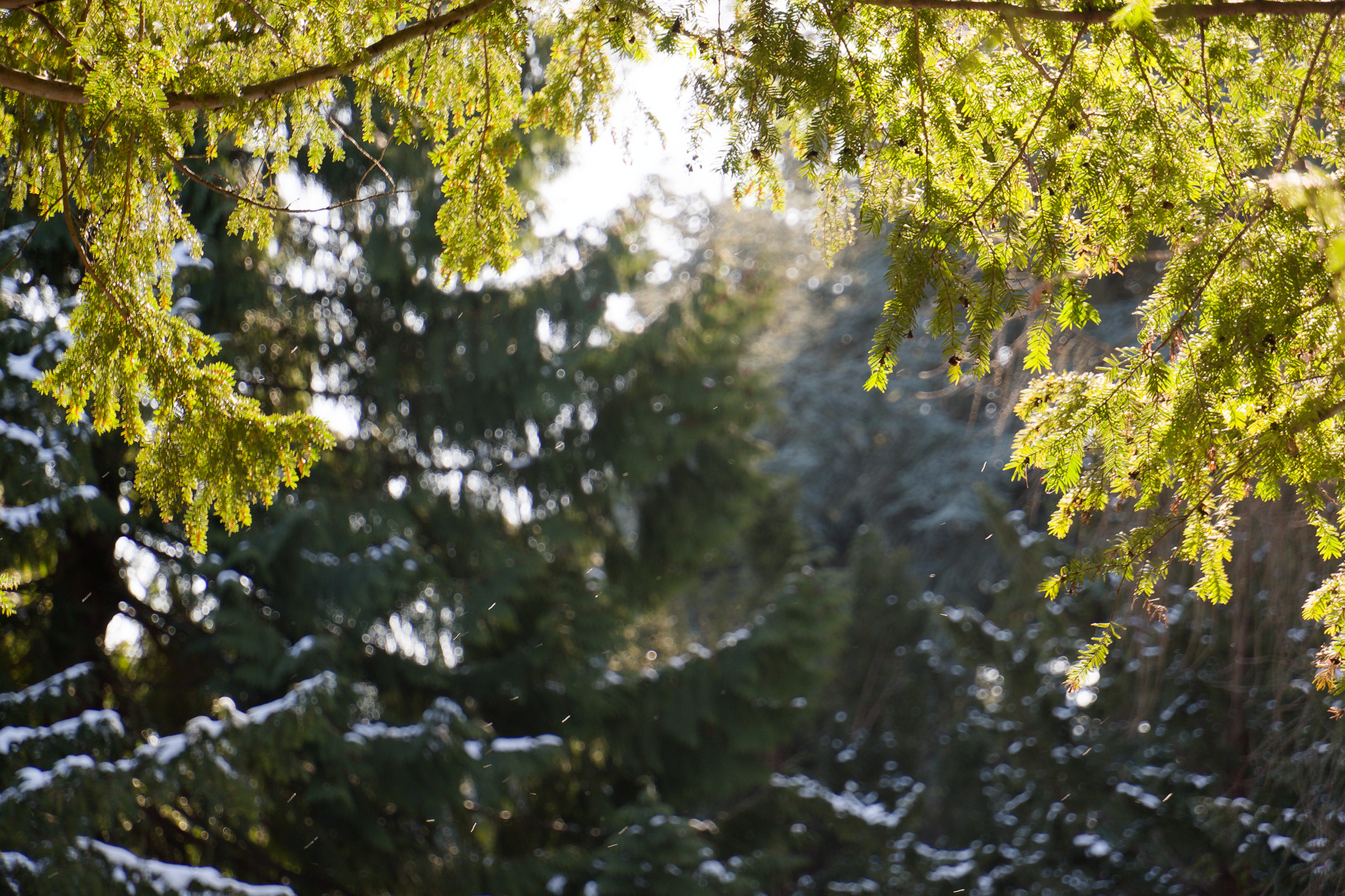 Snow melting off the trees. © 2025. This work is openly licensed via CC BY-NC 4.0