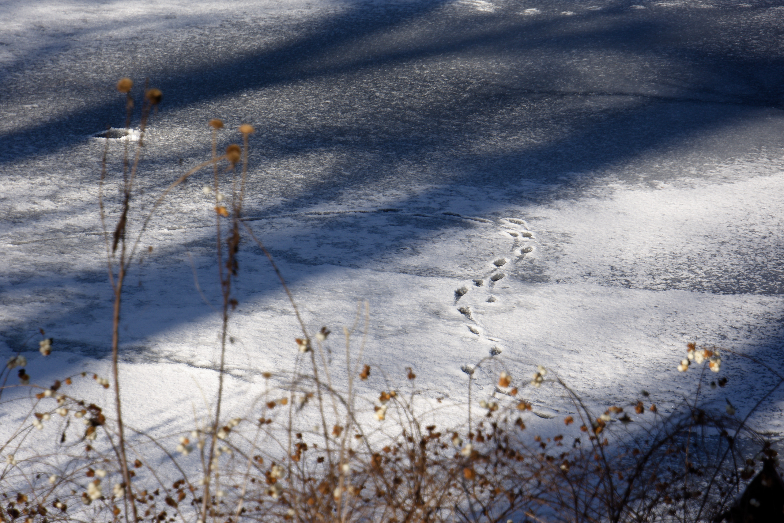 Animal tracks on a frozen lake. © 2025. This work is openly licensed via CC BY-NC 4.0