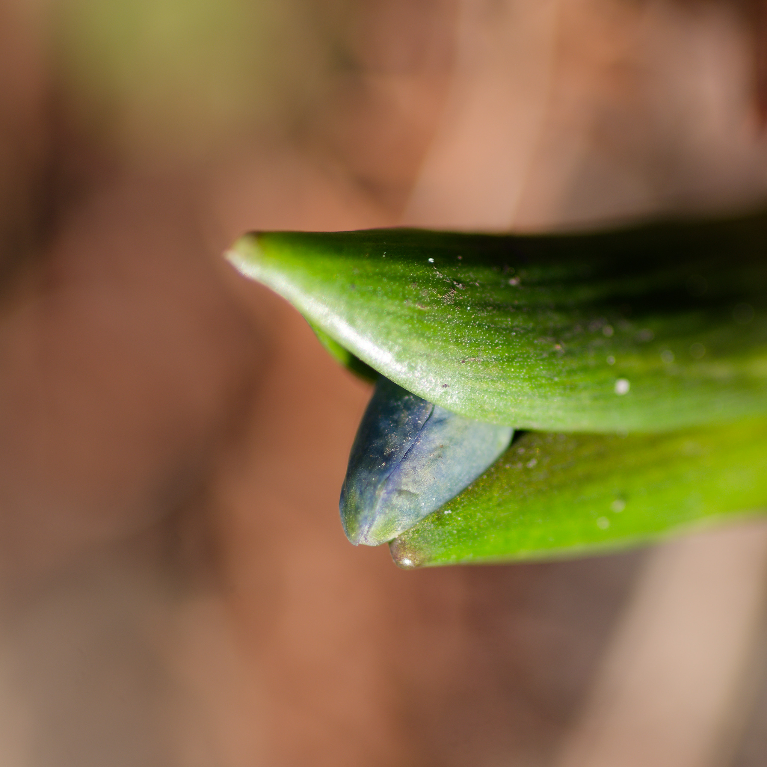 I rotated this image to make the flower look like a mouth and tongue :-P © 2025. This work is openly licensed via CC BY-NC 4.0