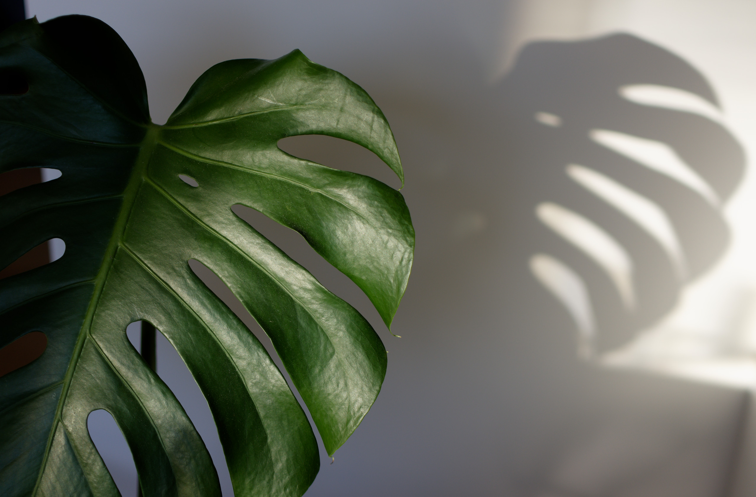 Even my house monstera is feeling spruce © 2025. This work is openly licensed via CC BY-NC 4.0