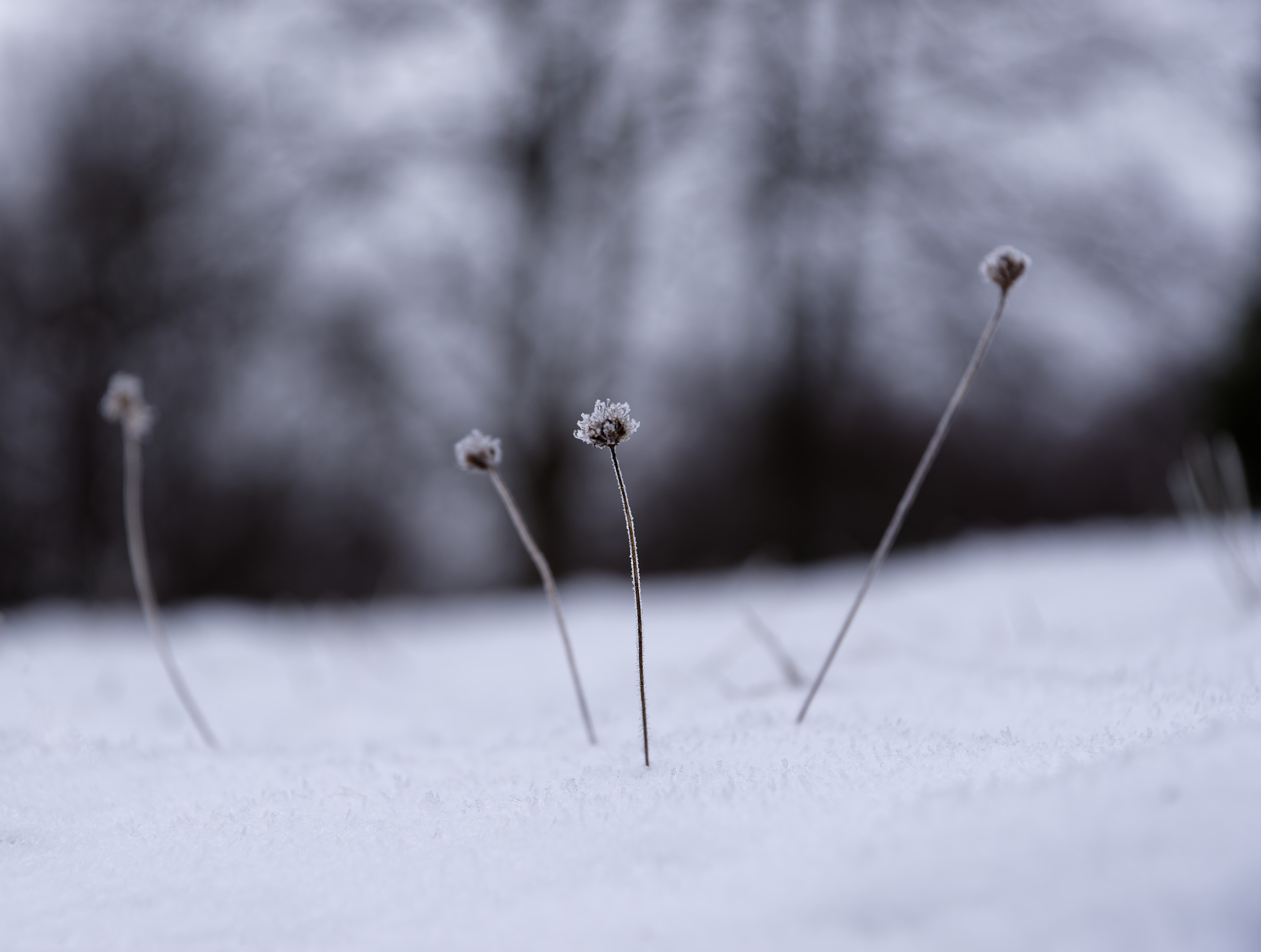 Shallow depth of field © 2025. This work is openly licensed via CC BY-NC 4.0